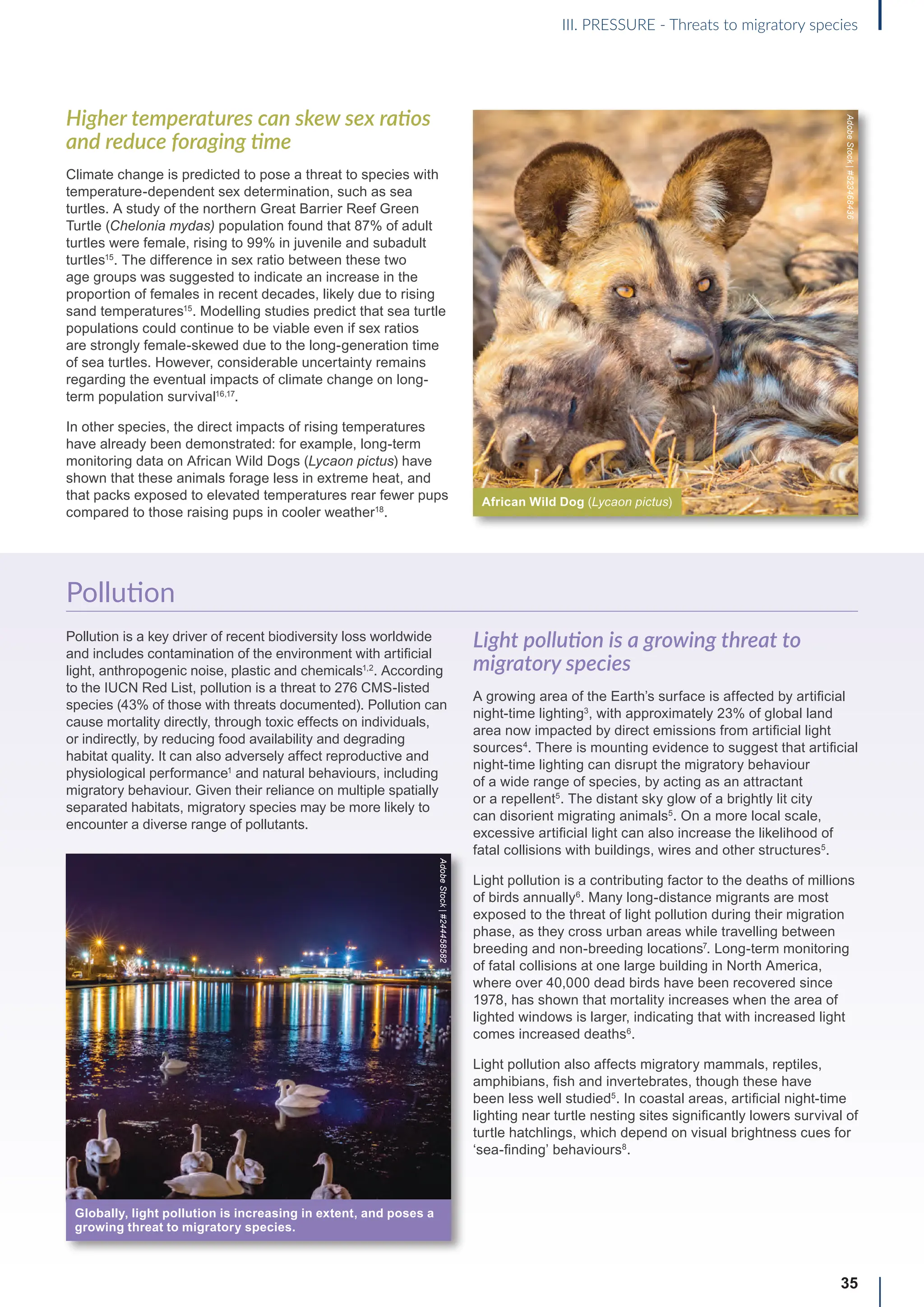 Higher temperatures can skew sex ratios
and reduce foraging time
Climate change is predicted to pose a threat to species with
temperature-dependent sex determination, such as sea
turtles. A study of the northern Great Barrier Reef Green
Turtle (Chelonia mydas) population found that 87% of adult
turtles were female, rising to 99% in juvenile and subadult
turtles15
. The difference in sex ratio between these two
age groups was suggested to indicate an increase in the
proportion of females in recent decades, likely due to rising
sand temperatures15
. Modelling studies predict that sea turtle
populations could continue to be viable even if sex ratios
are strongly female-skewed due to the long-generation time
of sea turtles. However, considerable uncertainty remains
regarding the eventual impacts of climate change on long-
term population survival16,17
.
In other species, the direct impacts of rising temperatures
have already been demonstrated: for example, long-term
monitoring data on African Wild Dogs (Lycaon pictus) have
shown that these animals forage less in extreme heat, and
that packs exposed to elevated temperatures rear fewer pups
compared to those raising pups in cooler weather18
.
Pollution
Pollution is a key driver of recent biodiversity loss worldwide
and includes contamination of the environment with artificial
light, anthropogenic noise, plastic and chemicals1,2
. According
to the IUCN Red List, pollution is a threat to 276 CMS-listed
species (43% of those with threats documented). Pollution can
cause mortality directly, through toxic effects on individuals,
or indirectly, by reducing food availability and degrading
habitat quality. It can also adversely affect reproductive and
physiological performance1
and natural behaviours, including
migratory behaviour. Given their reliance on multiple spatially
separated habitats, migratory species may be more likely to
encounter a diverse range of pollutants.
Light pollution is a growing threat to
migratory species
A growing area of the Earth’s surface is affected by artificial
night-time lighting3
, with approximately 23% of global land
area now impacted by direct emissions from artificial light
sources4
. There is mounting evidence to suggest that artificial
night-time lighting can disrupt the migratory behaviour
of a wide range of species, by acting as an attractant
or a repellent5
. The distant sky glow of a brightly lit city
can disorient migrating animals5
. On a more local scale,
excessive artificial light can also increase the likelihood of
fatal collisions with buildings, wires and other structures5
.
Light pollution is a contributing factor to the deaths of millions
of birds annually6
. Many long-distance migrants are most
exposed to the threat of light pollution during their migration
phase, as they cross urban areas while travelling between
breeding and non-breeding locations7
. Long-term monitoring
of fatal collisions at one large building in North America,
where over 40,000 dead birds have been recovered since
1978, has shown that mortality increases when the area of
lighted windows is larger, indicating that with increased light
comes increased deaths6
.
Light pollution also affects migratory mammals, reptiles,
amphibians, fish and invertebrates, though these have
been less well studied5
. In coastal areas, artificial night-time
lighting near turtle nesting sites significantly lowers survival of
turtle hatchlings, which depend on visual brightness cues for
‘sea-finding’ behaviours8
.
35
III. PRESSURE - Threats to migratory species
African Wild Dog (Lycaon pictus)
Adobe
Stock
|
#523468436
Globally, light pollution is increasing in extent, and poses a
growing threat to migratory species.
Adobe
Stock
|
#244458582
 