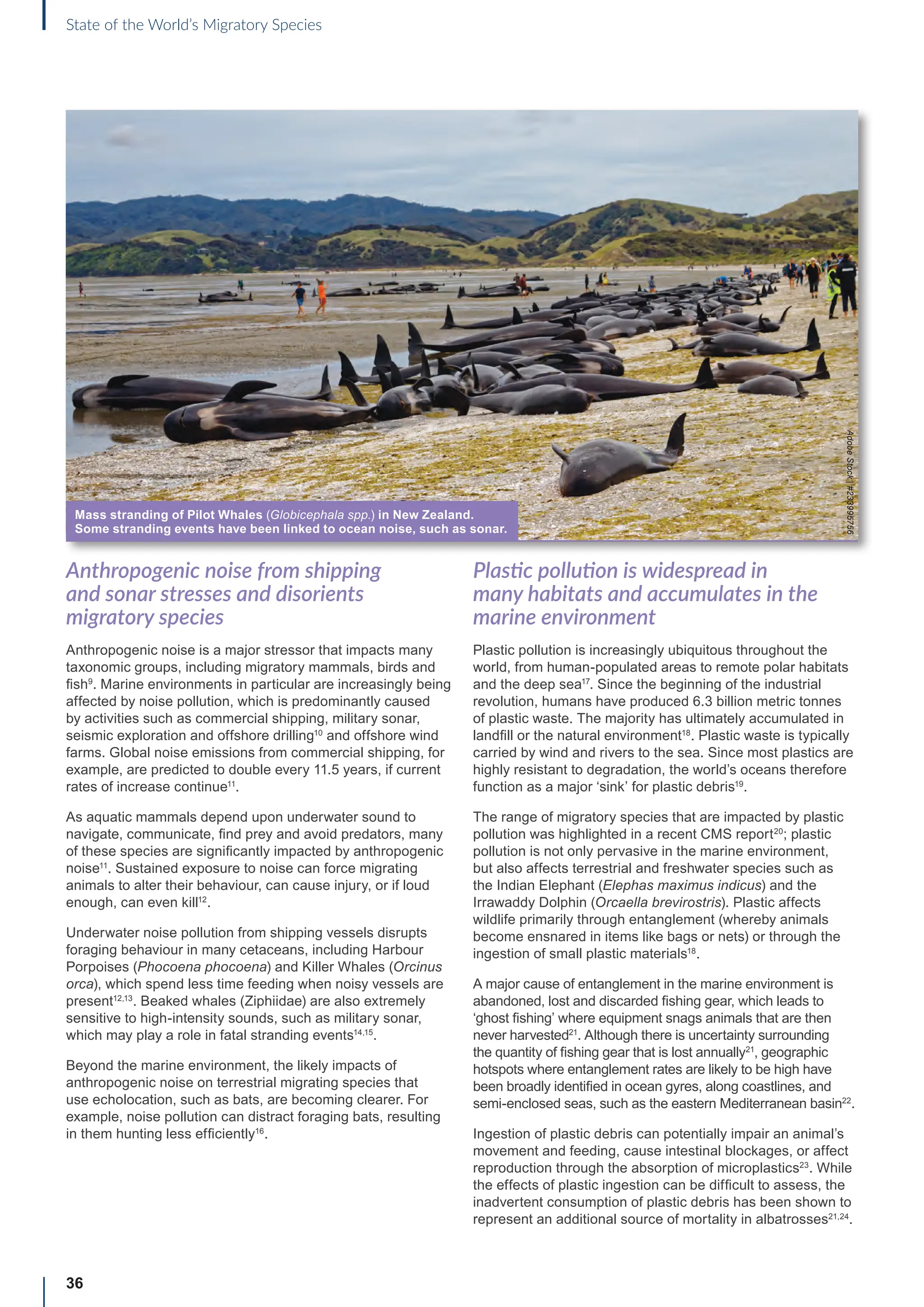 36
State of the World’s Migratory Species
Anthropogenic noise from shipping
and sonar stresses and disorients
migratory species
Anthropogenic noise is a major stressor that impacts many
taxonomic groups, including migratory mammals, birds and
fish9
. Marine environments in particular are increasingly being
affected by noise pollution, which is predominantly caused
by activities such as commercial shipping, military sonar,
seismic exploration and offshore drilling10
and offshore wind
farms. Global noise emissions from commercial shipping, for
example, are predicted to double every 11.5 years, if current
rates of increase continue11
.
As aquatic mammals depend upon underwater sound to
navigate, communicate, find prey and avoid predators, many
of these species are significantly impacted by anthropogenic
noise11
. Sustained exposure to noise can force migrating
animals to alter their behaviour, can cause injury, or if loud
enough, can even kill12
.
Underwater noise pollution from shipping vessels disrupts
foraging behaviour in many cetaceans, including Harbour
Porpoises (Phocoena phocoena) and Killer Whales (Orcinus
orca), which spend less time feeding when noisy vessels are
present12,13
. Beaked whales (Ziphiidae) are also extremely
sensitive to high-intensity sounds, such as military sonar,
which may play a role in fatal stranding events14,15
.
Beyond the marine environment, the likely impacts of
anthropogenic noise on terrestrial migrating species that
use echolocation, such as bats, are becoming clearer. For
example, noise pollution can distract foraging bats, resulting
in them hunting less efficiently16
.
Plastic pollution is widespread in
many habitats and accumulates in the
marine environment
Plastic pollution is increasingly ubiquitous throughout the
world, from human-populated areas to remote polar habitats
and the deep sea17
. Since the beginning of the industrial
revolution, humans have produced 6.3 billion metric tonnes
of plastic waste. The majority has ultimately accumulated in
landfill or the natural environment18
. Plastic waste is typically
carried by wind and rivers to the sea. Since most plastics are
highly resistant to degradation, the world’s oceans therefore
function as a major ‘sink’ for plastic debris19
.
The range of migratory species that are impacted by plastic
pollution was highlighted in a recent CMS report20
; plastic
pollution is not only pervasive in the marine environment,
but also affects terrestrial and freshwater species such as
the Indian Elephant (Elephas maximus indicus) and the
Irrawaddy Dolphin (Orcaella brevirostris). Plastic affects
wildlife primarily through entanglement (whereby animals
become ensnared in items like bags or nets) or through the
ingestion of small plastic materials18
.
A major cause of entanglement in the marine environment is
abandoned, lost and discarded fishing gear, which leads to
‘ghost fishing’ where equipment snags animals that are then
never harvested21
. Although there is uncertainty surrounding
the quantity of fishing gear that is lost annually21
, geographic
hotspots where entanglement rates are likely to be high have
been broadly identified in ocean gyres, along coastlines, and
semi-enclosed seas, such as the eastern Mediterranean basin22
.
Ingestion of plastic debris can potentially impair an animal’s
movement and feeding, cause intestinal blockages, or affect
reproduction through the absorption of microplastics23
. While
the effects of plastic ingestion can be difficult to assess, the
inadvertent consumption of plastic debris has been shown to
represent an additional source of mortality in albatrosses21,24
.
Mass stranding of Pilot Whales (Globicephala spp.) in New Zealand.
Some stranding events have been linked to ocean noise, such as sonar.
Adobe
Stock
|
#233995756
 