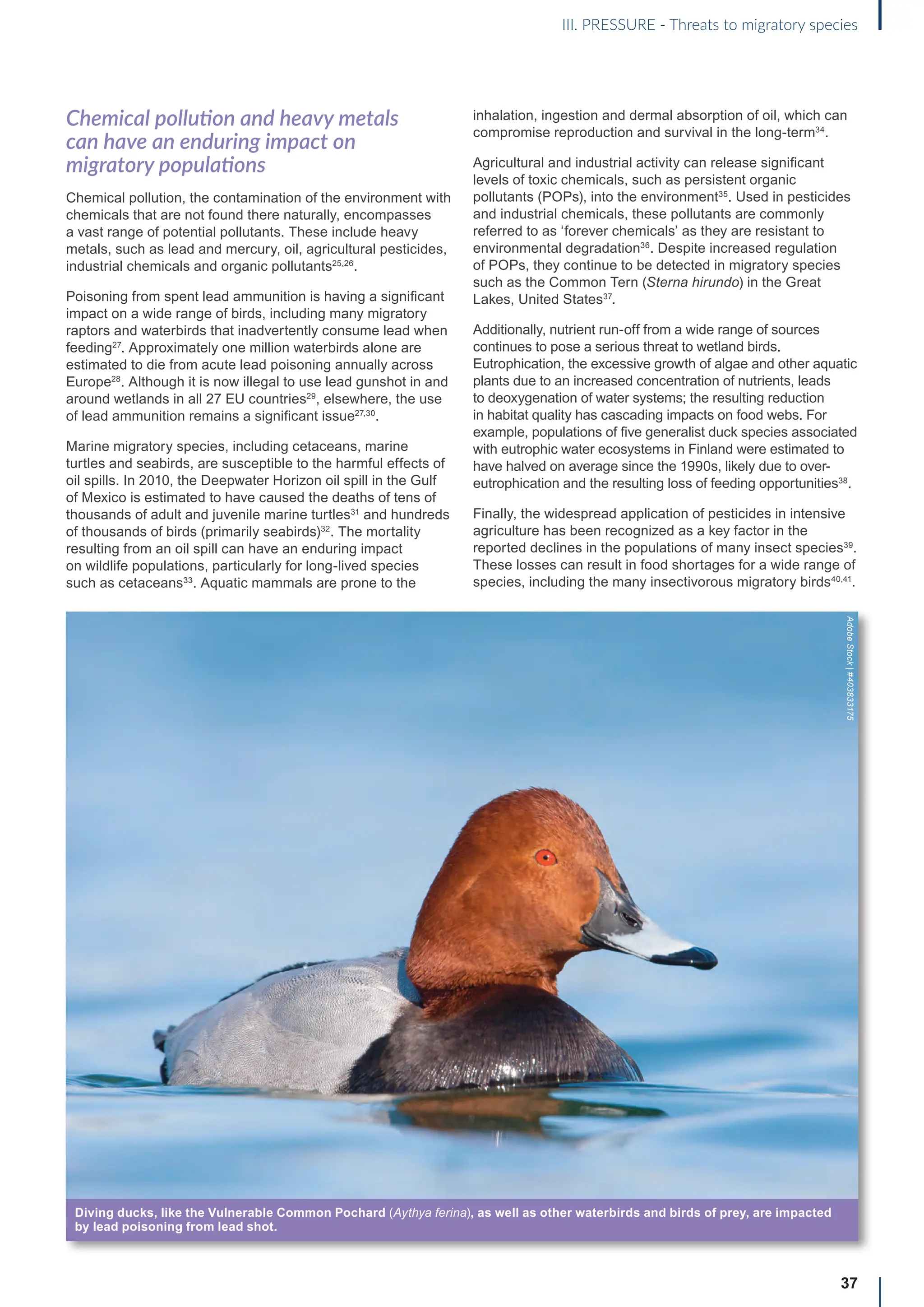 Chemical pollution and heavy metals
can have an enduring impact on
migratory populations
Chemical pollution, the contamination of the environment with
chemicals that are not found there naturally, encompasses
a vast range of potential pollutants. These include heavy
metals, such as lead and mercury, oil, agricultural pesticides,
industrial chemicals and organic pollutants25,26
.
Poisoning from spent lead ammunition is having a significant
impact on a wide range of birds, including many migratory
raptors and waterbirds that inadvertently consume lead when
feeding27
. Approximately one million waterbirds alone are
estimated to die from acute lead poisoning annually across
Europe28
. Although it is now illegal to use lead gunshot in and
around wetlands in all 27 EU countries29
, elsewhere, the use
of lead ammunition remains a significant issue27,30
.
Marine migratory species, including cetaceans, marine
turtles and seabirds, are susceptible to the harmful effects of
oil spills. In 2010, the Deepwater Horizon oil spill in the Gulf
of Mexico is estimated to have caused the deaths of tens of
thousands of adult and juvenile marine turtles31
and hundreds
of thousands of birds (primarily seabirds)32
. The mortality
resulting from an oil spill can have an enduring impact
on wildlife populations, particularly for long-lived species
such as cetaceans33
. Aquatic mammals are prone to the
inhalation, ingestion and dermal absorption of oil, which can
compromise reproduction and survival in the long-term34
.
Agricultural and industrial activity can release significant
levels of toxic chemicals, such as persistent organic
pollutants (POPs), into the environment35
. Used in pesticides
and industrial chemicals, these pollutants are commonly
referred to as ‘forever chemicals’ as they are resistant to
environmental degradation36
. Despite increased regulation
of POPs, they continue to be detected in migratory species
such as the Common Tern (Sterna hirundo) in the Great
Lakes, United States37
.
Additionally, nutrient run-off from a wide range of sources
continues to pose a serious threat to wetland birds.
Eutrophication, the excessive growth of algae and other aquatic
plants due to an increased concentration of nutrients, leads
to deoxygenation of water systems; the resulting reduction
in habitat quality has cascading impacts on food webs. For
example, populations of five generalist duck species associated
with eutrophic water ecosystems in Finland were estimated to
have halved on average since the 1990s, likely due to over-
eutrophication and the resulting loss of feeding opportunities38
.
Finally, the widespread application of pesticides in intensive
agriculture has been recognized as a key factor in the
reported declines in the populations of many insect species39
.
These losses can result in food shortages for a wide range of
species, including the many insectivorous migratory birds40,41
.
37
III. PRESSURE - Threats to migratory species
Diving ducks, like the Vulnerable Common Pochard (Aythya ferina), as well as other waterbirds and birds of prey, are impacted
by lead poisoning from lead shot.
Adobe
Stock
|
#403833175
 