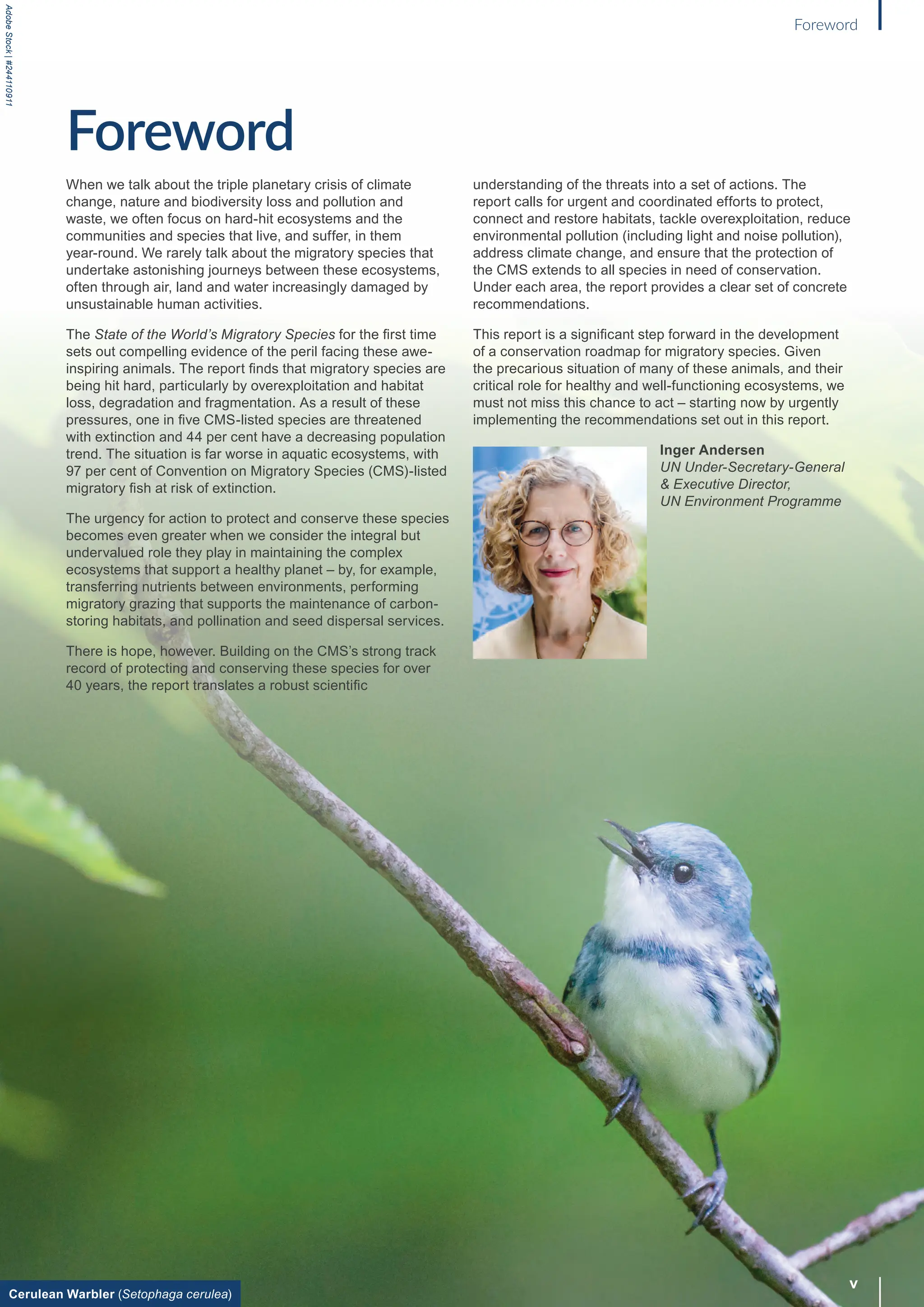 Cerulean Warbler (Setophaga cerulea)
Adobe
Stock
|
#244110911
Foreword
When we talk about the triple planetary crisis of climate
change, nature and biodiversity loss and pollution and
waste, we often focus on hard-hit ecosystems and the
communities and species that live, and suffer, in them
year-round. We rarely talk about the migratory species that
undertake astonishing journeys between these ecosystems,
often through air, land and water increasingly damaged by
unsustainable human activities.
The State of the World’s Migratory Species for the first time
sets out compelling evidence of the peril facing these awe-
inspiring animals. The report finds that migratory species are
being hit hard, particularly by overexploitation and habitat
loss, degradation and fragmentation. As a result of these
pressures, one in five CMS-listed species are threatened
with extinction and 44 per cent have a decreasing population
trend. The situation is far worse in aquatic ecosystems, with
97 per cent of Convention on Migratory Species (CMS)-listed
migratory fish at risk of extinction.
The urgency for action to protect and conserve these species
becomes even greater when we consider the integral but
undervalued role they play in maintaining the complex
ecosystems that support a healthy planet – by, for example,
transferring nutrients between environments, performing
migratory grazing that supports the maintenance of carbon-
storing habitats, and pollination and seed dispersal services.
There is hope, however. Building on the CMS’s strong track
record of protecting and conserving these species for over
40 years, the report translates a robust scientific
understanding of the threats into a set of actions. The
report calls for urgent and coordinated efforts to protect,
connect and restore habitats, tackle overexploitation, reduce
environmental pollution (including light and noise pollution),
address climate change, and ensure that the protection of
the CMS extends to all species in need of conservation.
Under each area, the report provides a clear set of concrete
recommendations.
This report is a significant step forward in the development
of a conservation roadmap for migratory species. Given
the precarious situation of many of these animals, and their
critical role for healthy and well-functioning ecosystems, we
must not miss this chance to act – starting now by urgently
implementing the recommendations set out in this report.
Inger Andersen
UN Under-Secretary-General
& Executive Director,
UN Environment Programme
v
Foreword
 