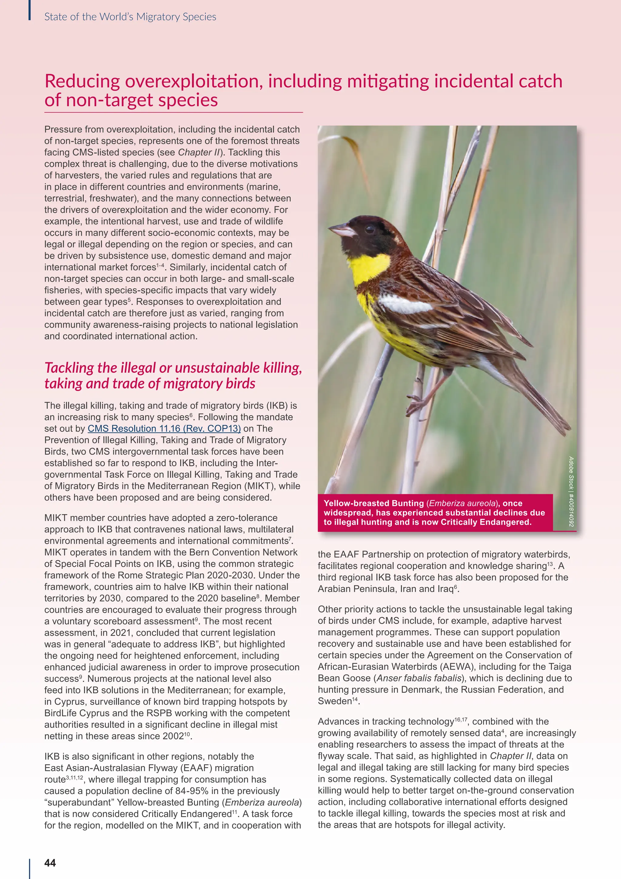 Reducing overexploitation, including mitigating incidental catch
of non-target species
Pressure from overexploitation, including the incidental catch
of non-target species, represents one of the foremost threats
facing CMS-listed species (see Chapter II). Tackling this
complex threat is challenging, due to the diverse motivations
of harvesters, the varied rules and regulations that are
in place in different countries and environments (marine,
terrestrial, freshwater), and the many connections between
the drivers of overexploitation and the wider economy. For
example, the intentional harvest, use and trade of wildlife
occurs in many different socio-economic contexts, may be
legal or illegal depending on the region or species, and can
be driven by subsistence use, domestic demand and major
international market forces1-4
. Similarly, incidental catch of
non-target species can occur in both large- and small-scale
fisheries, with species-specific impacts that vary widely
between gear types5
. Responses to overexploitation and
incidental catch are therefore just as varied, ranging from
community awareness-raising projects to national legislation
and coordinated international action.
Tackling the illegal or unsustainable killing,
taking and trade of migratory birds
The illegal killing, taking and trade of migratory birds (IKB) is
an increasing risk to many species6
. Following the mandate
set out by CMS Resolution 11.16 (Rev. COP13) on The
Prevention of Illegal Killing, Taking and Trade of Migratory
Birds, two CMS intergovernmental task forces have been
established so far to respond to IKB, including the Inter-
governmental Task Force on Illegal Killing, Taking and Trade
of Migratory Birds in the Mediterranean Region (MIKT), while
others have been proposed and are being considered.
MIKT member countries have adopted a zero-tolerance
approach to IKB that contravenes national laws, multilateral
environmental agreements and international commitments7
.
MIKT operates in tandem with the Bern Convention Network
of Special Focal Points on IKB, using the common strategic
framework of the Rome Strategic Plan 2020-2030. Under the
framework, countries aim to halve IKB within their national
territories by 2030, compared to the 2020 baseline8
. Member
countries are encouraged to evaluate their progress through
a voluntary scoreboard assessment9
. The most recent
assessment, in 2021, concluded that current legislation
was in general “adequate to address IKB”, but highlighted
the ongoing need for heightened enforcement, including
enhanced judicial awareness in order to improve prosecution
success9
. Numerous projects at the national level also
feed into IKB solutions in the Mediterranean; for example,
in Cyprus, surveillance of known bird trapping hotspots by
BirdLife Cyprus and the RSPB working with the competent
authorities resulted in a significant decline in illegal mist
netting in these areas since 200210
.
IKB is also significant in other regions, notably the
East Asian-Australasian Flyway (EAAF) migration
route3,11,12
, where illegal trapping for consumption has
caused a population decline of 84-95% in the previously
“superabundant” Yellow-breasted Bunting (Emberiza aureola)
that is now considered Critically Endangered11
. A task force
for the region, modelled on the MIKT, and in cooperation with
the EAAF Partnership on protection of migratory waterbirds,
facilitates regional cooperation and knowledge sharing13
. A
third regional IKB task force has also been proposed for the
Arabian Peninsula, Iran and Iraq6
.
Other priority actions to tackle the unsustainable legal taking
of birds under CMS include, for example, adaptive harvest
management programmes. These can support population
recovery and sustainable use and have been established for
certain species under the Agreement on the Conservation of
African-Eurasian Waterbirds (AEWA), including for the Taiga
Bean Goose (Anser fabalis fabalis), which is declining due to
hunting pressure in Denmark, the Russian Federation, and
Sweden14
.
Advances in tracking technology16,17
, combined with the
growing availability of remotely sensed data4
, are increasingly
enabling researchers to assess the impact of threats at the
flyway scale. That said, as highlighted in Chapter II, data on
legal and illegal taking are still lacking for many bird species
in some regions. Systematically collected data on illegal
killing would help to better target on-the-ground conservation
action, including collaborative international efforts designed
to tackle illegal killing, towards the species most at risk and
the areas that are hotspots for illegal activity.
44
State of the World’s Migratory Species
Yellow-breasted Bunting (Emberiza aureola), once
widespread, has experienced substantial declines due
to illegal hunting and is now Critically Endangered.
Adobe
Stock
|
#400814092
 