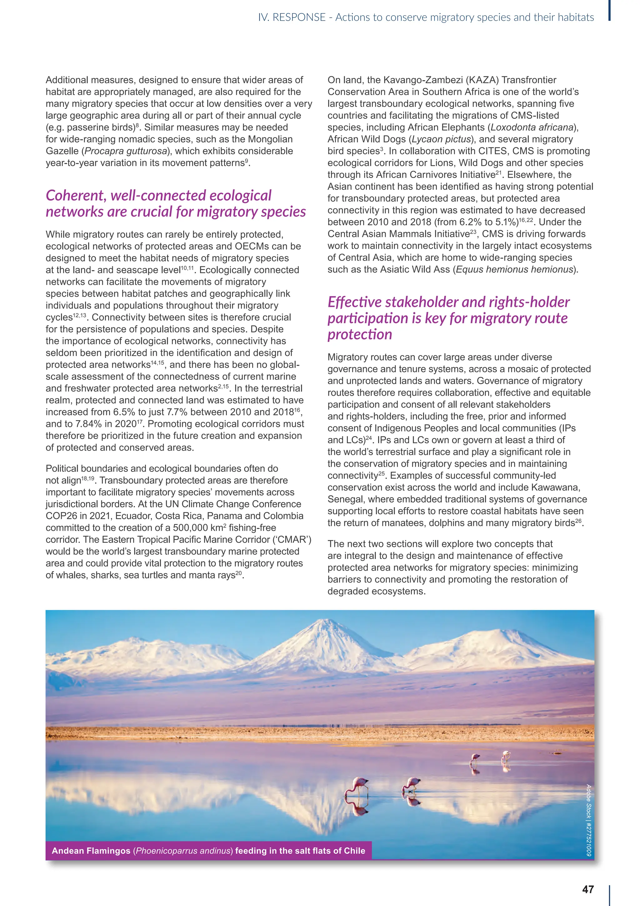 47
Additional measures, designed to ensure that wider areas of
habitat are appropriately managed, are also required for the
many migratory species that occur at low densities over a very
large geographic area during all or part of their annual cycle
(e.g. passerine birds)8
. Similar measures may be needed
for wide-ranging nomadic species, such as the Mongolian
Gazelle (Procapra gutturosa), which exhibits considerable
year-to-year variation in its movement patterns9
.
Coherent, well-connected ecological
networks are crucial for migratory species
While migratory routes can rarely be entirely protected,
ecological networks of protected areas and OECMs can be
designed to meet the habitat needs of migratory species
at the land- and seascape level10,11
. Ecologically connected
networks can facilitate the movements of migratory
species between habitat patches and geographically link
individuals and populations throughout their migratory
cycles12,13
. Connectivity between sites is therefore crucial
for the persistence of populations and species. Despite
the importance of ecological networks, connectivity has
seldom been prioritized in the identification and design of
protected area networks14,15
, and there has been no global-
scale assessment of the connectedness of current marine
and freshwater protected area networks2,15
. In the terrestrial
realm, protected and connected land was estimated to have
increased from 6.5% to just 7.7% between 2010 and 201816
,
and to 7.84% in 202017
. Promoting ecological corridors must
therefore be prioritized in the future creation and expansion
of protected and conserved areas.
Political boundaries and ecological boundaries often do
not align18,19
. Transboundary protected areas are therefore
important to facilitate migratory species’ movements across
jurisdictional borders. At the UN Climate Change Conference
COP26 in 2021, Ecuador, Costa Rica, Panama and Colombia
committed to the creation of a 500,000 km2
fishing-free
corridor. The Eastern Tropical Pacific Marine Corridor (‘CMAR’)
would be the world’s largest transboundary marine protected
area and could provide vital protection to the migratory routes
of whales, sharks, sea turtles and manta rays20
.
On land, the Kavango-Zambezi (KAZA) Transfrontier
Conservation Area in Southern Africa is one of the world’s
largest transboundary ecological networks, spanning five
countries and facilitating the migrations of CMS-listed
species, including African Elephants (Loxodonta africana),
African Wild Dogs (Lycaon pictus), and several migratory
bird species3
. In collaboration with CITES, CMS is promoting
ecological corridors for Lions, Wild Dogs and other species
through its African Carnivores Initiative21
. Elsewhere, the
Asian continent has been identified as having strong potential
for transboundary protected areas, but protected area
connectivity in this region was estimated to have decreased
between 2010 and 2018 (from 6.2% to 5.1%)16,22
. Under the
Central Asian Mammals Initiative23
, CMS is driving forwards
work to maintain connectivity in the largely intact ecosystems
of Central Asia, which are home to wide-ranging species
such as the Asiatic Wild Ass (Equus hemionus hemionus).
Effective stakeholder and rights-holder
participation is key for migratory route
protection
Migratory routes can cover large areas under diverse
governance and tenure systems, across a mosaic of protected
and unprotected lands and waters. Governance of migratory
routes therefore requires collaboration, effective and equitable
participation and consent of all relevant stakeholders
and rights-holders, including the free, prior and informed
consent of Indigenous Peoples and local communities (IPs
and LCs)24
. IPs and LCs own or govern at least a third of
the world’s terrestrial surface and play a significant role in
the conservation of migratory species and in maintaining
connectivity25
. Examples of successful community-led
conservation exist across the world and include Kawawana,
Senegal, where embedded traditional systems of governance
supporting local efforts to restore coastal habitats have seen
the return of manatees, dolphins and many migratory birds26
.
The next two sections will explore two concepts that
are integral to the design and maintenance of effective
protected area networks for migratory species: minimizing
barriers to connectivity and promoting the restoration of
degraded ecosystems.
Andean Flamingos (Phoenicoparrus andinus) feeding in the salt flats of Chile
Adobe
Stock
|
#277521009
IV. RESPONSE - Actions to conserve migratory species and their habitats
 