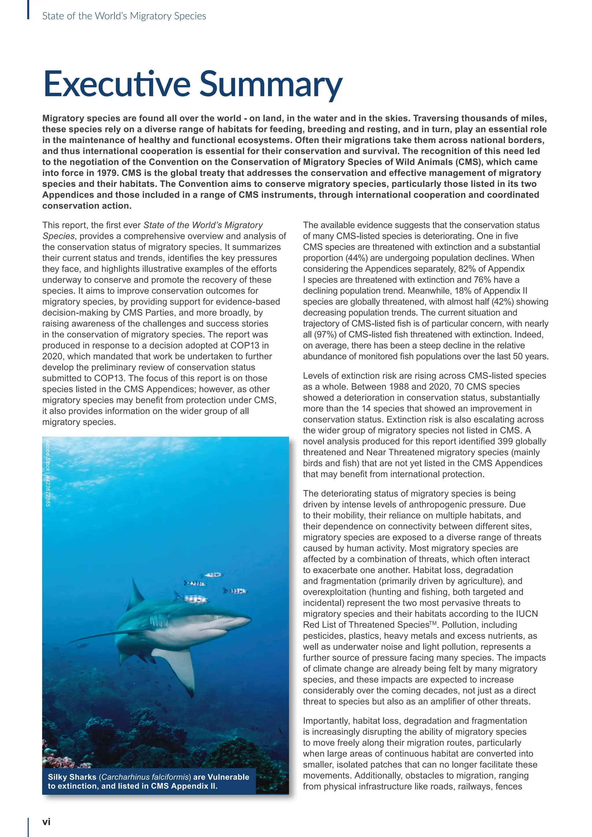 vi
State of the World’s Migratory Species
Executive Summary
Migratory species are found all over the world - on land, in the water and in the skies. Traversing thousands of miles,
these species rely on a diverse range of habitats for feeding, breeding and resting, and in turn, play an essential role
in the maintenance of healthy and functional ecosystems. Often their migrations take them across national borders,
and thus international cooperation is essential for their conservation and survival. The recognition of this need led
to the negotiation of the Convention on the Conservation of Migratory Species of Wild Animals (CMS), which came
into force in 1979. CMS is the global treaty that addresses the conservation and effective management of migratory
species and their habitats. The Convention aims to conserve migratory species, particularly those listed in its two
Appendices and those included in a range of CMS instruments, through international cooperation and coordinated
conservation action.
This report, the first ever State of the World’s Migratory
Species, provides a comprehensive overview and analysis of
the conservation status of migratory species. It summarizes
their current status and trends, identifies the key pressures
they face, and highlights illustrative examples of the efforts
underway to conserve and promote the recovery of these
species. It aims to improve conservation outcomes for
migratory species, by providing support for evidence-based
decision-making by CMS Parties, and more broadly, by
raising awareness of the challenges and success stories
in the conservation of migratory species. The report was
produced in response to a decision adopted at COP13 in
2020, which mandated that work be undertaken to further
develop the preliminary review of conservation status
submitted to COP13. The focus of this report is on those
species listed in the CMS Appendices; however, as other
migratory species may benefit from protection under CMS,
it also provides information on the wider group of all
migratory species.
The available evidence suggests that the conservation status
of many CMS-listed species is deteriorating. One in five
CMS species are threatened with extinction and a substantial
proportion (44%) are undergoing population declines. When
considering the Appendices separately, 82% of Appendix
I species are threatened with extinction and 76% have a
declining population trend. Meanwhile, 18% of Appendix II
species are globally threatened, with almost half (42%) showing
decreasing population trends. The current situation and
trajectory of CMS-listed fish is of particular concern, with nearly
all (97%) of CMS-listed fish threatened with extinction. Indeed,
on average, there has been a steep decline in the relative
abundance of monitored fish populations over the last 50 years.
Levels of extinction risk are rising across CMS-listed species
as a whole. Between 1988 and 2020, 70 CMS species
showed a deterioration in conservation status, substantially
more than the 14 species that showed an improvement in
conservation status. Extinction risk is also escalating across
the wider group of migratory species not listed in CMS. A
novel analysis produced for this report identified 399 globally
threatened and Near Threatened migratory species (mainly
birds and fish) that are not yet listed in the CMS Appendices
that may benefit from international protection.
The deteriorating status of migratory species is being
driven by intense levels of anthropogenic pressure. Due
to their mobility, their reliance on multiple habitats, and
their dependence on connectivity between different sites,
migratory species are exposed to a diverse range of threats
caused by human activity. Most migratory species are
affected by a combination of threats, which often interact
to exacerbate one another. Habitat loss, degradation
and fragmentation (primarily driven by agriculture), and
overexploitation (hunting and fishing, both targeted and
incidental) represent the two most pervasive threats to
migratory species and their habitats according to the IUCN
Red List of Threatened SpeciesTM
. Pollution, including
pesticides, plastics, heavy metals and excess nutrients, as
well as underwater noise and light pollution, represents a
further source of pressure facing many species. The impacts
of climate change are already being felt by many migratory
species, and these impacts are expected to increase
considerably over the coming decades, not just as a direct
threat to species but also as an amplifier of other threats.
Importantly, habitat loss, degradation and fragmentation
is increasingly disrupting the ability of migratory species
to move freely along their migration routes, particularly
when large areas of continuous habitat are converted into
smaller, isolated patches that can no longer facilitate these
movements. Additionally, obstacles to migration, ranging
from physical infrastructure like roads, railways, fences
Silky Sharks (Carcharhinus falciformis) are Vulnerable
to extinction, and listed in CMS Appendix II.
Adobe
Stock
Adobe
Stock
|
#423672865
 