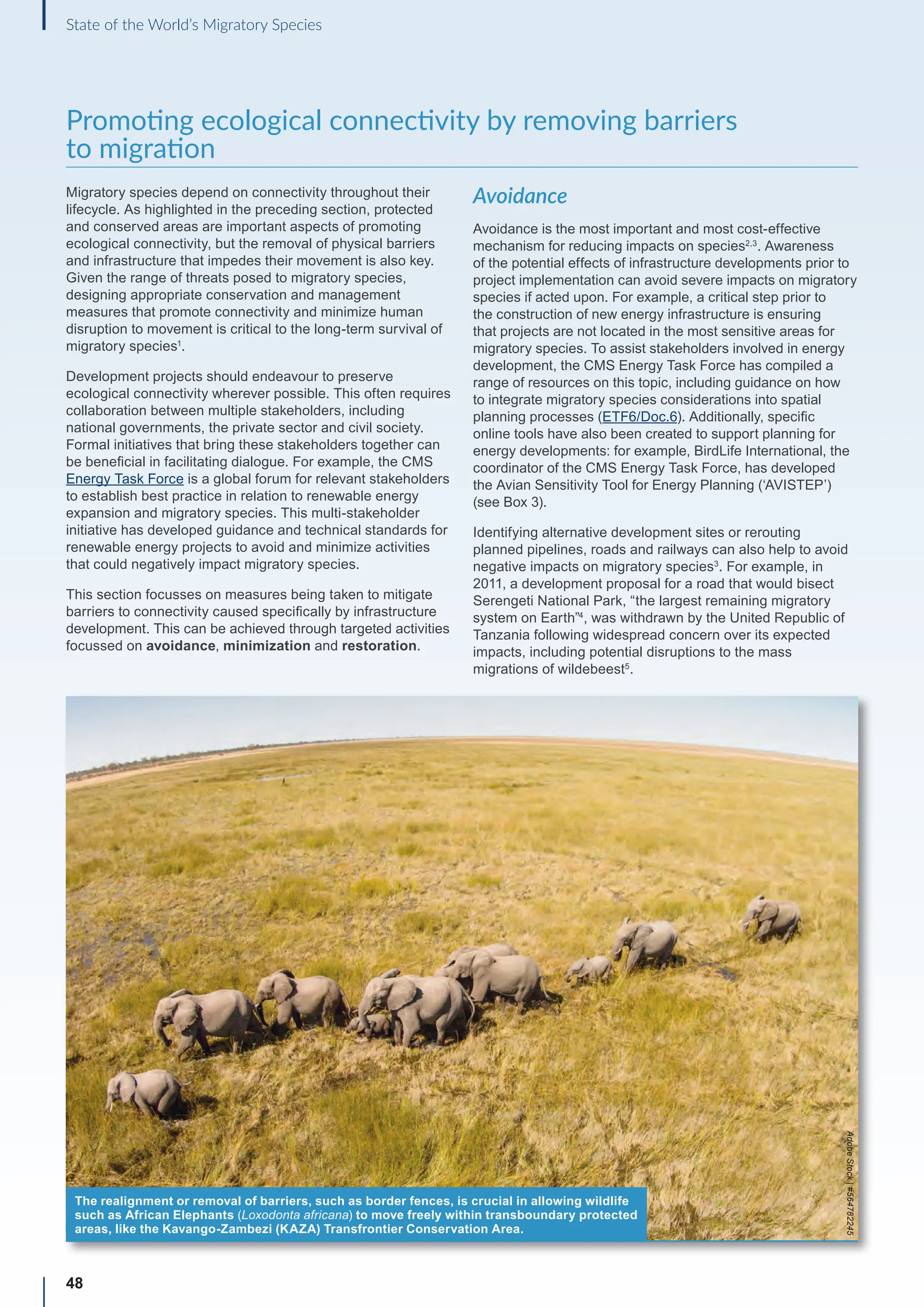48
State of the World’s Migratory Species
Promoting ecological connectivity by removing barriers
to migration
Migratory species depend on connectivity throughout their
lifecycle. As highlighted in the preceding section, protected
and conserved areas are important aspects of promoting
ecological connectivity, but the removal of physical barriers
and infrastructure that impedes their movement is also key.
Given the range of threats posed to migratory species,
designing appropriate conservation and management
measures that promote connectivity and minimize human
disruption to movement is critical to the long-term survival of
migratory species1
.
Development projects should endeavour to preserve
ecological connectivity wherever possible. This often requires
collaboration between multiple stakeholders, including
national governments, the private sector and civil society.
Formal initiatives that bring these stakeholders together can
be beneficial in facilitating dialogue. For example, the CMS
Energy Task Force is a global forum for relevant stakeholders
to establish best practice in relation to renewable energy
expansion and migratory species. This multi-stakeholder
initiative has developed guidance and technical standards for
renewable energy projects to avoid and minimize activities
that could negatively impact migratory species.
This section focusses on measures being taken to mitigate
barriers to connectivity caused specifically by infrastructure
development. This can be achieved through targeted activities
focussed on avoidance, minimization and restoration.
Avoidance
Avoidance is the most important and most cost-effective
mechanism for reducing impacts on species2,3
. Awareness
of the potential effects of infrastructure developments prior to
project implementation can avoid severe impacts on migratory
species if acted upon. For example, a critical step prior to
the construction of new energy infrastructure is ensuring
that projects are not located in the most sensitive areas for
migratory species. To assist stakeholders involved in energy
development, the CMS Energy Task Force has compiled a
range of resources on this topic, including guidance on how
to integrate migratory species considerations into spatial
planning processes (ETF6/Doc.6). Additionally, specific
online tools have also been created to support planning for
energy developments: for example, BirdLife International, the
coordinator of the CMS Energy Task Force, has developed
the Avian Sensitivity Tool for Energy Planning (‘AVISTEP’)
(see Box 3).
Identifying alternative development sites or rerouting
planned pipelines, roads and railways can also help to avoid
negative impacts on migratory species3
. For example, in
2011, a development proposal for a road that would bisect
Serengeti National Park, “the largest remaining migratory
system on Earth”4
, was withdrawn by the United Republic of
Tanzania following widespread concern over its expected
impacts, including potential disruptions to the mass
migrations of wildebeest5
.
The realignment or removal of barriers, such as border fences, is crucial in allowing wildlife
such as African Elephants (Loxodonta africana) to move freely within transboundary protected
areas, like the Kavango-Zambezi (KAZA) Transfrontier Conservation Area.
Adobe
Stock
|
#564782245
 