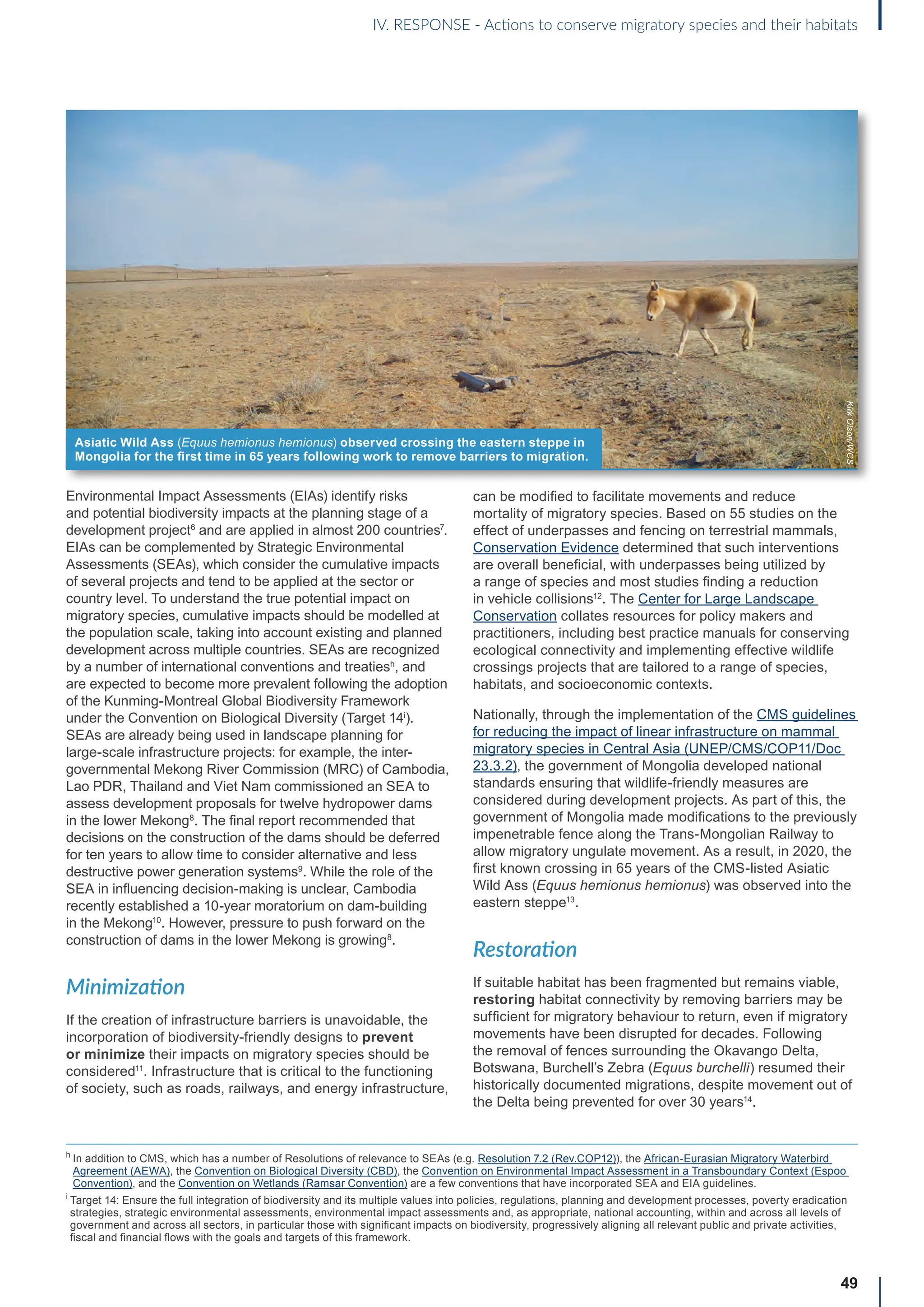 49
Environmental Impact Assessments (EIAs) identify risks
and potential biodiversity impacts at the planning stage of a
development project6
and are applied in almost 200 countries7
.
EIAs can be complemented by Strategic Environmental
Assessments (SEAs), which consider the cumulative impacts
of several projects and tend to be applied at the sector or
country level. To understand the true potential impact on
migratory species, cumulative impacts should be modelled at
the population scale, taking into account existing and planned
development across multiple countries. SEAs are recognized
by a number of international conventions and treatiesh
, and
are expected to become more prevalent following the adoption
of the Kunming-Montreal Global Biodiversity Framework
under the Convention on Biological Diversity (Target 14i
).
SEAs are already being used in landscape planning for
large-scale infrastructure projects: for example, the inter-
governmental Mekong River Commission (MRC) of Cambodia,
Lao PDR, Thailand and Viet Nam commissioned an SEA to
assess development proposals for twelve hydropower dams
in the lower Mekong8
. The final report recommended that
decisions on the construction of the dams should be deferred
for ten years to allow time to consider alternative and less
destructive power generation systems9
. While the role of the
SEA in influencing decision-making is unclear, Cambodia
recently established a 10-year moratorium on dam-building
in the Mekong10
. However, pressure to push forward on the
construction of dams in the lower Mekong is growing8
.
Minimization
If the creation of infrastructure barriers is unavoidable, the
incorporation of biodiversity-friendly designs to prevent
or minimize their impacts on migratory species should be
considered11
. Infrastructure that is critical to the functioning
of society, such as roads, railways, and energy infrastructure,
can be modified to facilitate movements and reduce
mortality of migratory species. Based on 55 studies on the
effect of underpasses and fencing on terrestrial mammals,
Conservation Evidence determined that such interventions
are overall beneficial, with underpasses being utilized by
a range of species and most studies finding a reduction
in vehicle collisions12
. The Center for Large Landscape
Conservation collates resources for policy makers and
practitioners, including best practice manuals for conserving
ecological connectivity and implementing effective wildlife
crossings projects that are tailored to a range of species,
habitats, and socioeconomic contexts.
Nationally, through the implementation of the CMS guidelines
for reducing the impact of linear infrastructure on mammal
migratory species in Central Asia (UNEP/CMS/COP11/Doc
23.3.2), the government of Mongolia developed national
standards ensuring that wildlife-friendly measures are
considered during development projects. As part of this, the
government of Mongolia made modifications to the previously
impenetrable fence along the Trans-Mongolian Railway to
allow migratory ungulate movement. As a result, in 2020, the
first known crossing in 65 years of the CMS-listed Asiatic
Wild Ass (Equus hemionus hemionus) was observed into the
eastern steppe13
.
Restoration
If suitable habitat has been fragmented but remains viable,
restoring habitat connectivity by removing barriers may be
sufficient for migratory behaviour to return, even if migratory
movements have been disrupted for decades. Following
the removal of fences surrounding the Okavango Delta,
Botswana, Burchell’s Zebra (Equus burchelli) resumed their
historically documented migrations, despite movement out of
the Delta being prevented for over 30 years14
.
h
In addition to CMS, which has a number of Resolutions of relevance to SEAs (e.g. Resolution 7.2 (Rev.COP12)), the African-Eurasian Migratory Waterbird
Agreement (AEWA), the Convention on Biological Diversity (CBD), the Convention on Environmental Impact Assessment in a Transboundary Context (Espoo
Convention), and the Convention on Wetlands (Ramsar Convention) are a few conventions that have incorporated SEA and EIA guidelines.
i

Target 14: Ensure the full integration of biodiversity and its multiple values into policies, regulations, planning and development processes, poverty eradication
strategies, strategic environmental assessments, environmental impact assessments and, as appropriate, national accounting, within and across all levels of
government and across all sectors, in particular those with significant impacts on biodiversity, progressively aligning all relevant public and private activities,
fiscal and financial flows with the goals and targets of this framework.
Asiatic Wild Ass (Equus hemionus hemionus) observed crossing the eastern steppe in
Mongolia for the first time in 65 years following work to remove barriers to migration.
Kirk
Olson/WCS
IV. RESPONSE - Actions to conserve migratory species and their habitats
 