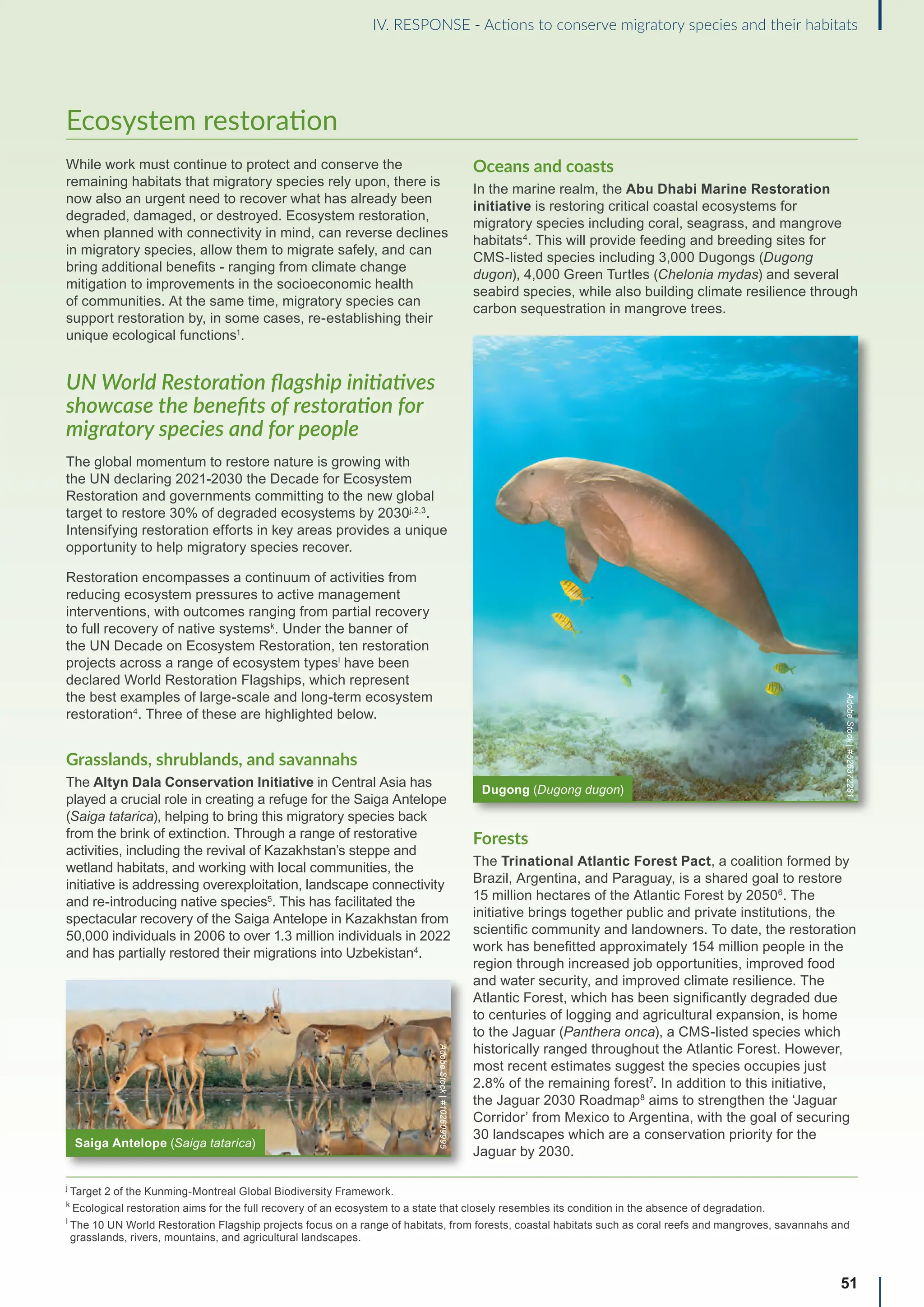 Ecosystem restoration
While work must continue to protect and conserve the
remaining habitats that migratory species rely upon, there is
now also an urgent need to recover what has already been
degraded, damaged, or destroyed. Ecosystem restoration,
when planned with connectivity in mind, can reverse declines
in migratory species, allow them to migrate safely, and can
bring additional benefits - ranging from climate change
mitigation to improvements in the socioeconomic health
of communities. At the same time, migratory species can
support restoration by, in some cases, re-establishing their
unique ecological functions1
.
UN World Restoration flagship initiatives
showcase the benefits of restoration for
migratory species and for people
The global momentum to restore nature is growing with
the UN declaring 2021-2030 the Decade for Ecosystem
Restoration and governments committing to the new global
target to restore 30% of degraded ecosystems by 2030j,2,3
.
Intensifying restoration efforts in key areas provides a unique
opportunity to help migratory species recover.
Restoration encompasses a continuum of activities from
reducing ecosystem pressures to active management
interventions, with outcomes ranging from partial recovery
to full recovery of native systemsk
. Under the banner of
the UN Decade on Ecosystem Restoration, ten restoration
projects across a range of ecosystem typesl
have been
declared World Restoration Flagships, which represent
the best examples of large-scale and long-term ecosystem
restoration4
. Three of these are highlighted below.
Grasslands, shrublands, and savannahs
The Altyn Dala Conservation Initiative in Central Asia has
played a crucial role in creating a refuge for the Saiga Antelope
(Saiga tatarica), helping to bring this migratory species back
from the brink of extinction. Through a range of restorative
activities, including the revival of Kazakhstan’s steppe and
wetland habitats, and working with local communities, the
initiative is addressing overexploitation, landscape connectivity
and re-introducing native species5
. This has facilitated the
spectacular recovery of the Saiga Antelope in Kazakhstan from
50,000 individuals in 2006 to over 1.3 million individuals in 2022
and has partially restored their migrations into Uzbekistan4
.
Oceans and coasts
In the marine realm, the Abu Dhabi Marine Restoration
initiative is restoring critical coastal ecosystems for
migratory species including coral, seagrass, and mangrove
habitats4
. This will provide feeding and breeding sites for
CMS-listed species including 3,000 Dugongs (Dugong
dugon), 4,000 Green Turtles (Chelonia mydas) and several
seabird species, while also building climate resilience through
carbon sequestration in mangrove trees.
Forests
The Trinational Atlantic Forest Pact, a coalition formed by
Brazil, Argentina, and Paraguay, is a shared goal to restore
15 million hectares of the Atlantic Forest by 20506
. The
initiative brings together public and private institutions, the
scientific community and landowners. To date, the restoration
work has benefitted approximately 154 million people in the
region through increased job opportunities, improved food
and water security, and improved climate resilience. The
Atlantic Forest, which has been significantly degraded due
to centuries of logging and agricultural expansion, is home
to the Jaguar (Panthera onca), a CMS-listed species which
historically ranged throughout the Atlantic Forest. However,
most recent estimates suggest the species occupies just
2.8% of the remaining forest7
. In addition to this initiative,
the Jaguar 2030 Roadmap8
aims to strengthen the ‘Jaguar
Corridor’ from Mexico to Argentina, with the goal of securing
30 landscapes which are a conservation priority for the
Jaguar by 2030.
51
IV. RESPONSE - Actions to conserve migratory species and their habitats
Saiga Antelope (Saiga tatarica)
Dugong (Dugong dugon)
Adobe
Stock
|
#102609995
Adobe
Stock
|
#526372281
j
Target 2 of the Kunming-Montreal Global Biodiversity Framework.
k

Ecological restoration aims for the full recovery of an ecosystem to a state that closely resembles its condition in the absence of degradation.
l

The 10 UN World Restoration Flagship projects focus on a range of habitats, from forests, coastal habitats such as coral reefs and mangroves, savannahs and
grasslands, rivers, mountains, and agricultural landscapes.
 