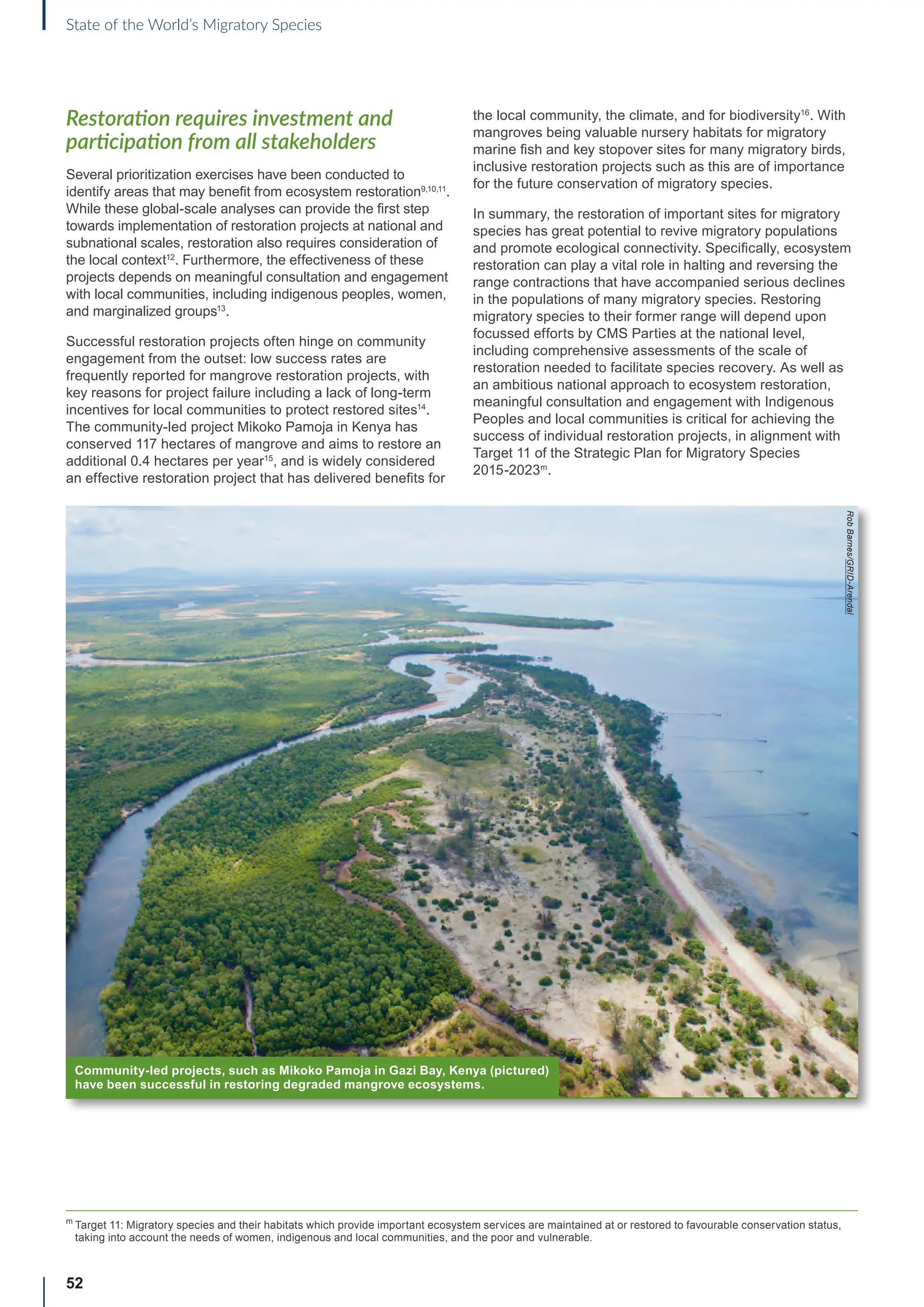52
State of the World’s Migratory Species
Restoration requires investment and
participation from all stakeholders
Several prioritization exercises have been conducted to
identify areas that may benefit from ecosystem restoration9,10,11
.
While these global-scale analyses can provide the first step
towards implementation of restoration projects at national and
subnational scales, restoration also requires consideration of
the local context12
. Furthermore, the effectiveness of these
projects depends on meaningful consultation and engagement
with local communities, including indigenous peoples, women,
and marginalized groups13
.
Successful restoration projects often hinge on community
engagement from the outset: low success rates are
frequently reported for mangrove restoration projects, with
key reasons for project failure including a lack of long-term
incentives for local communities to protect restored sites14
.
The community-led project Mikoko Pamoja in Kenya has
conserved 117 hectares of mangrove and aims to restore an
additional 0.4 hectares per year15
, and is widely considered
an effective restoration project that has delivered benefits for
the local community, the climate, and for biodiversity16
. With
mangroves being valuable nursery habitats for migratory
marine fish and key stopover sites for many migratory birds,
inclusive restoration projects such as this are of importance
for the future conservation of migratory species.
In summary, the restoration of important sites for migratory
species has great potential to revive migratory populations
and promote ecological connectivity. Specifically, ecosystem
restoration can play a vital role in halting and reversing the
range contractions that have accompanied serious declines
in the populations of many migratory species. Restoring
migratory species to their former range will depend upon
focussed efforts by CMS Parties at the national level,
including comprehensive assessments of the scale of
restoration needed to facilitate species recovery. As well as
an ambitious national approach to ecosystem restoration,
meaningful consultation and engagement with Indigenous
Peoples and local communities is critical for achieving the
success of individual restoration projects, in alignment with
Target 11 of the Strategic Plan for Migratory Species
2015-2023m
.
Community-led projects, such as Mikoko Pamoja in Gazi Bay, Kenya (pictured)
have been successful in restoring degraded mangrove ecosystems.
Rob
Barnes/GRID-Arendal
m
Target 11: Migratory species and their habitats which provide important ecosystem services are maintained at or restored to favourable conservation status,
taking into account the needs of women, indigenous and local communities, and the poor and vulnerable.
 