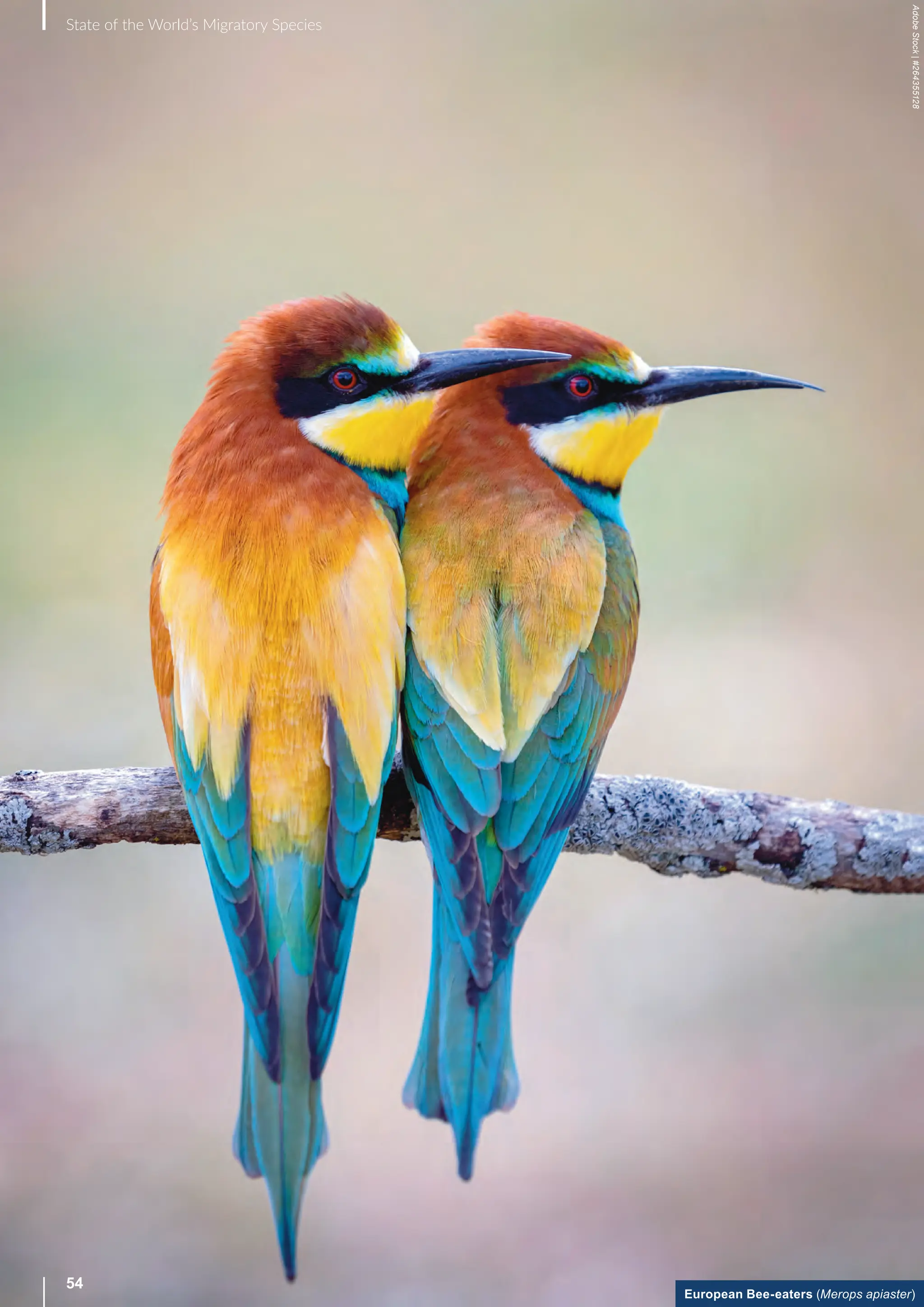 European Bee-eaters (Merops apiaster)
Adobe
Stock
|
#264355128
54
State of the World’s Migratory Species
 