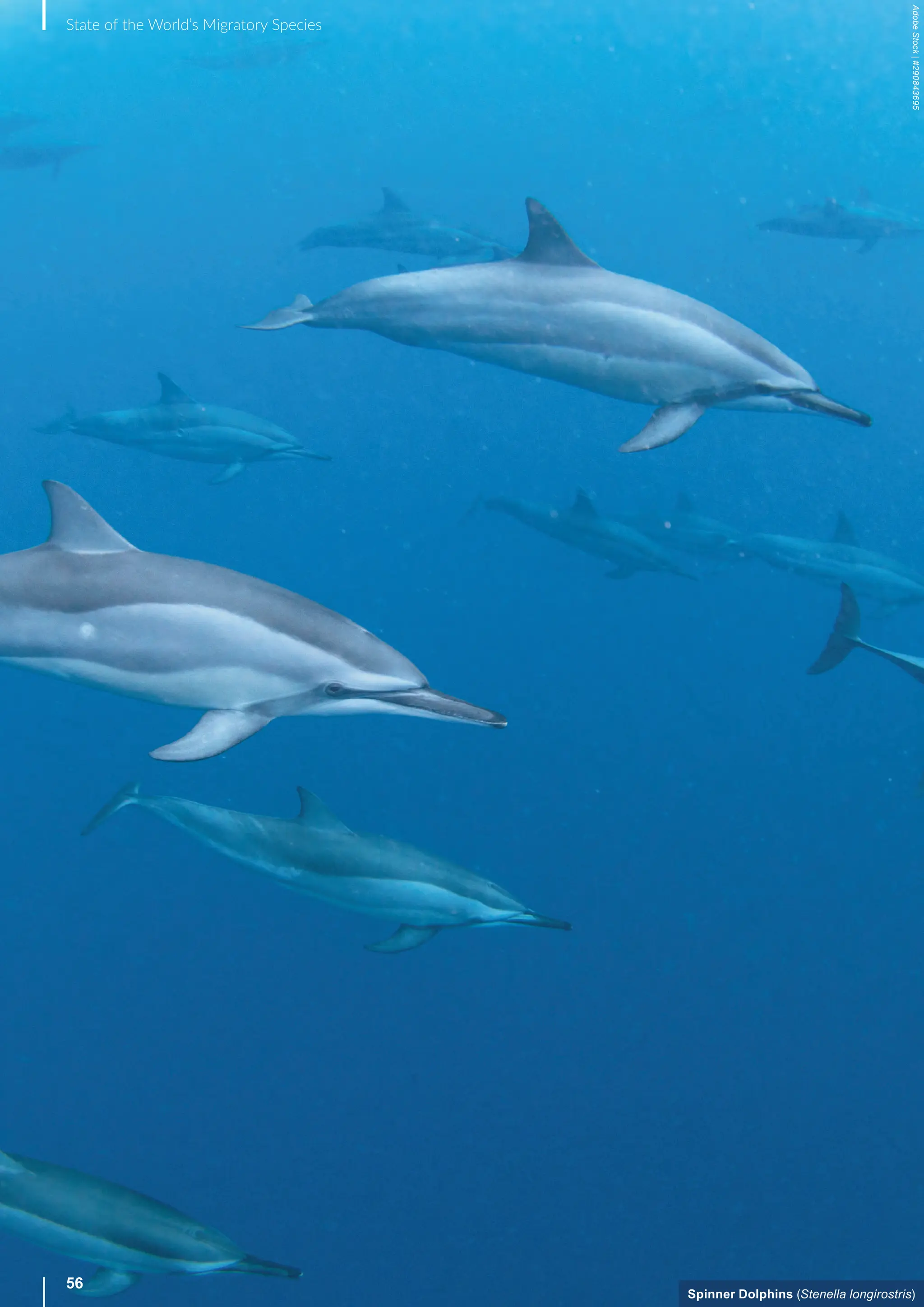 56
State of the World’s Migratory Species
Spinner Dolphins (Stenella longirostris)
Adobe
Stock
|
#290843695
 
