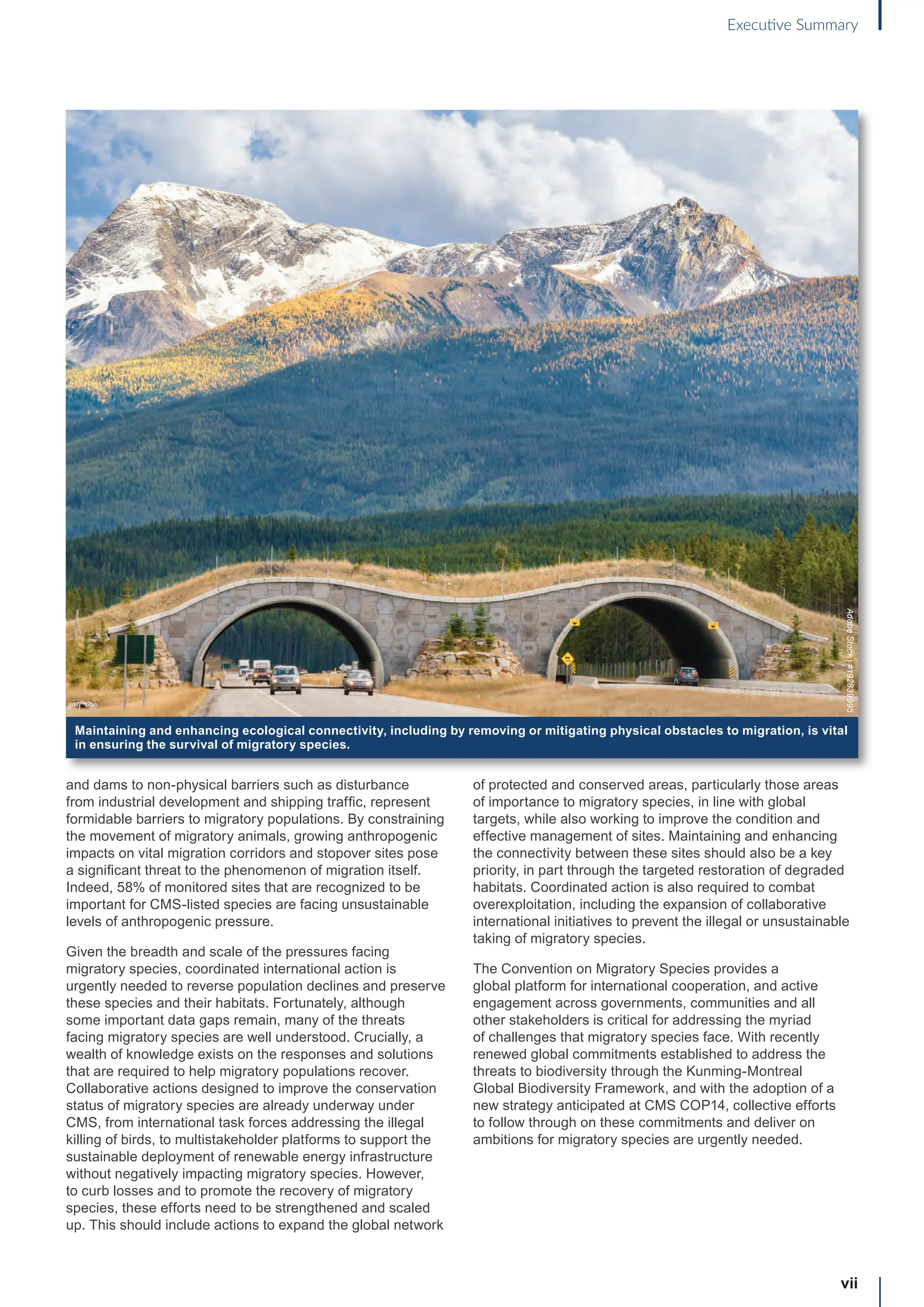 vii
Executive Summary
and dams to non-physical barriers such as disturbance
from industrial development and shipping traffic, represent
formidable barriers to migratory populations. By constraining
the movement of migratory animals, growing anthropogenic
impacts on vital migration corridors and stopover sites pose
a significant threat to the phenomenon of migration itself.
Indeed, 58% of monitored sites that are recognized to be
important for CMS-listed species are facing unsustainable
levels of anthropogenic pressure.
Given the breadth and scale of the pressures facing
migratory species, coordinated international action is
urgently needed to reverse population declines and preserve
these species and their habitats. Fortunately, although
some important data gaps remain, many of the threats
facing migratory species are well understood. Crucially, a
wealth of knowledge exists on the responses and solutions
that are required to help migratory populations recover.
Collaborative actions designed to improve the conservation
status of migratory species are already underway under
CMS, from international task forces addressing the illegal
killing of birds, to multistakeholder platforms to support the
sustainable deployment of renewable energy infrastructure
without negatively impacting migratory species. However,
to curb losses and to promote the recovery of migratory
species, these efforts need to be strengthened and scaled
up. This should include actions to expand the global network
of protected and conserved areas, particularly those areas
of importance to migratory species, in line with global
targets, while also working to improve the condition and
effective management of sites. Maintaining and enhancing
the connectivity between these sites should also be a key
priority, in part through the targeted restoration of degraded
habitats. Coordinated action is also required to combat
overexploitation, including the expansion of collaborative
international initiatives to prevent the illegal or unsustainable
taking of migratory species.
The Convention on Migratory Species provides a
global platform for international cooperation, and active
engagement across governments, communities and all
other stakeholders is critical for addressing the myriad
of challenges that migratory species face. With recently
renewed global commitments established to address the
threats to biodiversity through the Kunming-Montreal
Global Biodiversity Framework, and with the adoption of a
new strategy anticipated at CMS COP14, collective efforts
to follow through on these commitments and deliver on
ambitions for migratory species are urgently needed.
Maintaining and enhancing ecological connectivity, including by removing or mitigating physical obstacles to migration, is vital
in ensuring the survival of migratory species.
Adobe
Stock
|
#192839995
 