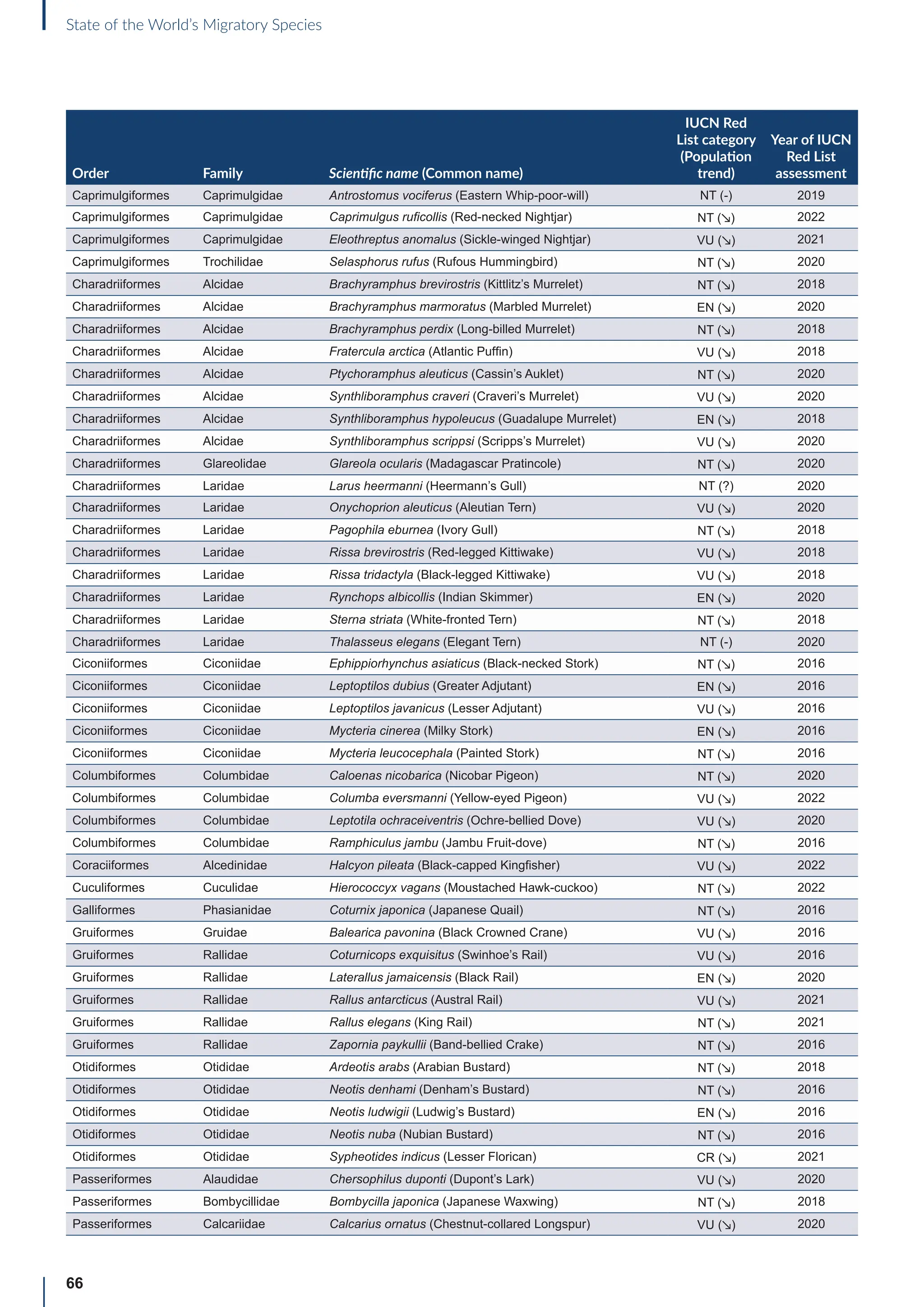 66
State of the World’s Migratory Species
Order Family Scientific name (Common name)
IUCN Red
List category
(Population
trend)
Year of IUCN
Red List
assessment
Caprimulgiformes Caprimulgidae Antrostomus vociferus (Eastern Whip-poor-will) NT (-) 2019
Caprimulgiformes Caprimulgidae Caprimulgus ruficollis (Red-necked Nightjar) NT (↘) 2022
Caprimulgiformes Caprimulgidae Eleothreptus anomalus (Sickle-winged Nightjar) VU (↘) 2021
Caprimulgiformes Trochilidae Selasphorus rufus (Rufous Hummingbird) NT (↘) 2020
Charadriiformes Alcidae Brachyramphus brevirostris (Kittlitz’s Murrelet) NT (↘) 2018
Charadriiformes Alcidae Brachyramphus marmoratus (Marbled Murrelet) EN (↘) 2020
Charadriiformes Alcidae Brachyramphus perdix (Long-billed Murrelet) NT (↘) 2018
Charadriiformes Alcidae Fratercula arctica (Atlantic Puffin) VU (↘) 2018
Charadriiformes Alcidae Ptychoramphus aleuticus (Cassin’s Auklet) NT (↘) 2020
Charadriiformes Alcidae Synthliboramphus craveri (Craveri’s Murrelet) VU (↘) 2020
Charadriiformes Alcidae Synthliboramphus hypoleucus (Guadalupe Murrelet) EN (↘) 2018
Charadriiformes Alcidae Synthliboramphus scrippsi (Scripps’s Murrelet) VU (↘) 2020
Charadriiformes Glareolidae Glareola ocularis (Madagascar Pratincole) NT (↘) 2020
Charadriiformes Laridae Larus heermanni (Heermann’s Gull) NT (?) 2020
Charadriiformes Laridae Onychoprion aleuticus (Aleutian Tern) VU (↘) 2020
Charadriiformes Laridae Pagophila eburnea (Ivory Gull) NT (↘) 2018
Charadriiformes Laridae Rissa brevirostris (Red-legged Kittiwake) VU (↘) 2018
Charadriiformes Laridae Rissa tridactyla (Black-legged Kittiwake) VU (↘) 2018
Charadriiformes Laridae Rynchops albicollis (Indian Skimmer) EN (↘) 2020
Charadriiformes Laridae Sterna striata (White-fronted Tern) NT (↘) 2018
Charadriiformes Laridae Thalasseus elegans (Elegant Tern) NT (-) 2020
Ciconiiformes Ciconiidae Ephippiorhynchus asiaticus (Black-necked Stork) NT (↘) 2016
Ciconiiformes Ciconiidae Leptoptilos dubius (Greater Adjutant) EN (↘) 2016
Ciconiiformes Ciconiidae Leptoptilos javanicus (Lesser Adjutant) VU (↘) 2016
Ciconiiformes Ciconiidae Mycteria cinerea (Milky Stork) EN (↘) 2016
Ciconiiformes Ciconiidae Mycteria leucocephala (Painted Stork) NT (↘) 2016
Columbiformes Columbidae Caloenas nicobarica (Nicobar Pigeon) NT (↘) 2020
Columbiformes Columbidae Columba eversmanni (Yellow-eyed Pigeon) VU (↘) 2022
Columbiformes Columbidae Leptotila ochraceiventris (Ochre-bellied Dove) VU (↘) 2020
Columbiformes Columbidae Ramphiculus jambu (Jambu Fruit-dove) NT (↘) 2016
Coraciiformes Alcedinidae Halcyon pileata (Black-capped Kingfisher) VU (↘) 2022
Cuculiformes Cuculidae Hierococcyx vagans (Moustached Hawk-cuckoo) NT (↘) 2022
Galliformes Phasianidae Coturnix japonica (Japanese Quail) NT (↘) 2016
Gruiformes Gruidae Balearica pavonina (Black Crowned Crane) VU (↘) 2016
Gruiformes Rallidae Coturnicops exquisitus (Swinhoe’s Rail) VU (↘) 2016
Gruiformes Rallidae Laterallus jamaicensis (Black Rail) EN (↘) 2020
Gruiformes Rallidae Rallus antarcticus (Austral Rail) VU (↘) 2021
Gruiformes Rallidae Rallus elegans (King Rail) NT (↘) 2021
Gruiformes Rallidae Zapornia paykullii (Band-bellied Crake) NT (↘) 2016
Otidiformes Otididae Ardeotis arabs (Arabian Bustard) NT (↘) 2018
Otidiformes Otididae Neotis denhami (Denham’s Bustard) NT (↘) 2016
Otidiformes Otididae Neotis ludwigii (Ludwig’s Bustard) EN (↘) 2016
Otidiformes Otididae Neotis nuba (Nubian Bustard) NT (↘) 2016
Otidiformes Otididae Sypheotides indicus (Lesser Florican) CR (↘) 2021
Passeriformes Alaudidae Chersophilus duponti (Dupont’s Lark) VU (↘) 2020
Passeriformes Bombycillidae Bombycilla japonica (Japanese Waxwing) NT (↘) 2018
Passeriformes Calcariidae Calcarius ornatus (Chestnut-collared Longspur) VU (↘) 2020
 