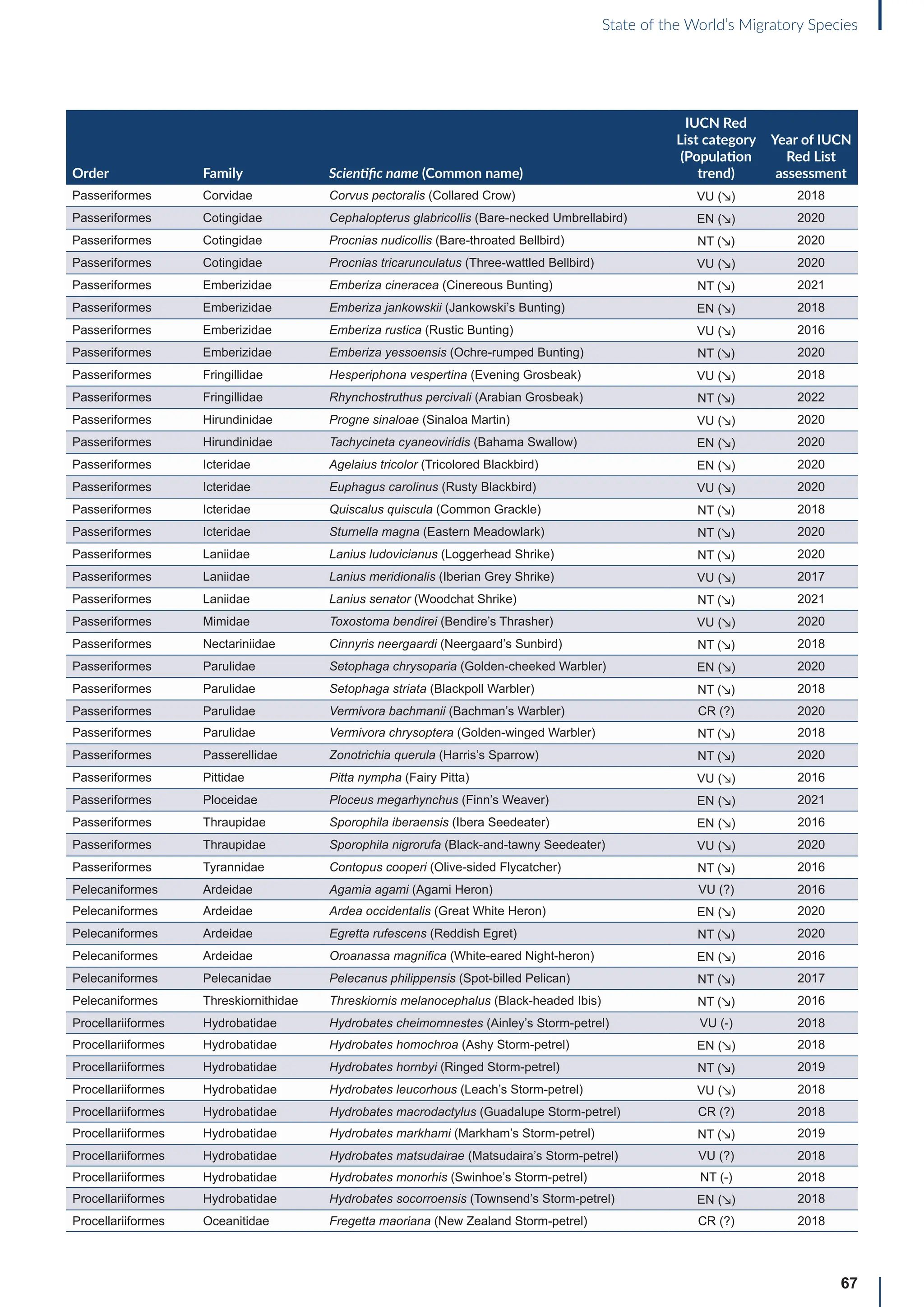 67
State of the World’s Migratory Species
Order Family Scientific name (Common name)
IUCN Red
List category
(Population
trend)
Year of IUCN
Red List
assessment
Passeriformes Corvidae Corvus pectoralis (Collared Crow) VU (↘) 2018
Passeriformes Cotingidae Cephalopterus glabricollis (Bare-necked Umbrellabird) EN (↘) 2020
Passeriformes Cotingidae Procnias nudicollis (Bare-throated Bellbird) NT (↘) 2020
Passeriformes Cotingidae Procnias tricarunculatus (Three-wattled Bellbird) VU (↘) 2020
Passeriformes Emberizidae Emberiza cineracea (Cinereous Bunting) NT (↘) 2021
Passeriformes Emberizidae Emberiza jankowskii (Jankowski’s Bunting) EN (↘) 2018
Passeriformes Emberizidae Emberiza rustica (Rustic Bunting) VU (↘) 2016
Passeriformes Emberizidae Emberiza yessoensis (Ochre-rumped Bunting) NT (↘) 2020
Passeriformes Fringillidae Hesperiphona vespertina (Evening Grosbeak) VU (↘) 2018
Passeriformes Fringillidae Rhynchostruthus percivali (Arabian Grosbeak) NT (↘) 2022
Passeriformes Hirundinidae Progne sinaloae (Sinaloa Martin) VU (↘) 2020
Passeriformes Hirundinidae Tachycineta cyaneoviridis (Bahama Swallow) EN (↘) 2020
Passeriformes Icteridae Agelaius tricolor (Tricolored Blackbird) EN (↘) 2020
Passeriformes Icteridae Euphagus carolinus (Rusty Blackbird) VU (↘) 2020
Passeriformes Icteridae Quiscalus quiscula (Common Grackle) NT (↘) 2018
Passeriformes Icteridae Sturnella magna (Eastern Meadowlark) NT (↘) 2020
Passeriformes Laniidae Lanius ludovicianus (Loggerhead Shrike) NT (↘) 2020
Passeriformes Laniidae Lanius meridionalis (Iberian Grey Shrike) VU (↘) 2017
Passeriformes Laniidae Lanius senator (Woodchat Shrike) NT (↘) 2021
Passeriformes Mimidae Toxostoma bendirei (Bendire’s Thrasher) VU (↘) 2020
Passeriformes Nectariniidae Cinnyris neergaardi (Neergaard’s Sunbird) NT (↘) 2018
Passeriformes Parulidae Setophaga chrysoparia (Golden-cheeked Warbler) EN (↘) 2020
Passeriformes Parulidae Setophaga striata (Blackpoll Warbler) NT (↘) 2018
Passeriformes Parulidae Vermivora bachmanii (Bachman’s Warbler) CR (?) 2020
Passeriformes Parulidae Vermivora chrysoptera (Golden-winged Warbler) NT (↘) 2018
Passeriformes Passerellidae Zonotrichia querula (Harris’s Sparrow) NT (↘) 2020
Passeriformes Pittidae Pitta nympha (Fairy Pitta) VU (↘) 2016
Passeriformes Ploceidae Ploceus megarhynchus (Finn’s Weaver) EN (↘) 2021
Passeriformes Thraupidae Sporophila iberaensis (Ibera Seedeater) EN (↘) 2016
Passeriformes Thraupidae Sporophila nigrorufa (Black-and-tawny Seedeater) VU (↘) 2020
Passeriformes Tyrannidae Contopus cooperi (Olive-sided Flycatcher) NT (↘) 2016
Pelecaniformes Ardeidae Agamia agami (Agami Heron) VU (?) 2016
Pelecaniformes Ardeidae Ardea occidentalis (Great White Heron) EN (↘) 2020
Pelecaniformes Ardeidae Egretta rufescens (Reddish Egret) NT (↘) 2020
Pelecaniformes Ardeidae Oroanassa magnifica (White-eared Night-heron) EN (↘) 2016
Pelecaniformes Pelecanidae Pelecanus philippensis (Spot-billed Pelican) NT (↘) 2017
Pelecaniformes Threskiornithidae Threskiornis melanocephalus (Black-headed Ibis) NT (↘) 2016
Procellariiformes Hydrobatidae Hydrobates cheimomnestes (Ainley’s Storm-petrel) VU (-) 2018
Procellariiformes Hydrobatidae Hydrobates homochroa (Ashy Storm-petrel) EN (↘) 2018
Procellariiformes Hydrobatidae Hydrobates hornbyi (Ringed Storm-petrel) NT (↘) 2019
Procellariiformes Hydrobatidae Hydrobates leucorhous (Leach’s Storm-petrel) VU (↘) 2018
Procellariiformes Hydrobatidae Hydrobates macrodactylus (Guadalupe Storm-petrel) CR (?) 2018
Procellariiformes Hydrobatidae Hydrobates markhami (Markham’s Storm-petrel) NT (↘) 2019
Procellariiformes Hydrobatidae Hydrobates matsudairae (Matsudaira’s Storm-petrel) VU (?) 2018
Procellariiformes Hydrobatidae Hydrobates monorhis (Swinhoe’s Storm-petrel) NT (-) 2018
Procellariiformes Hydrobatidae Hydrobates socorroensis (Townsend’s Storm-petrel) EN (↘) 2018
Procellariiformes Oceanitidae Fregetta maoriana (New Zealand Storm-petrel) CR (?) 2018
 