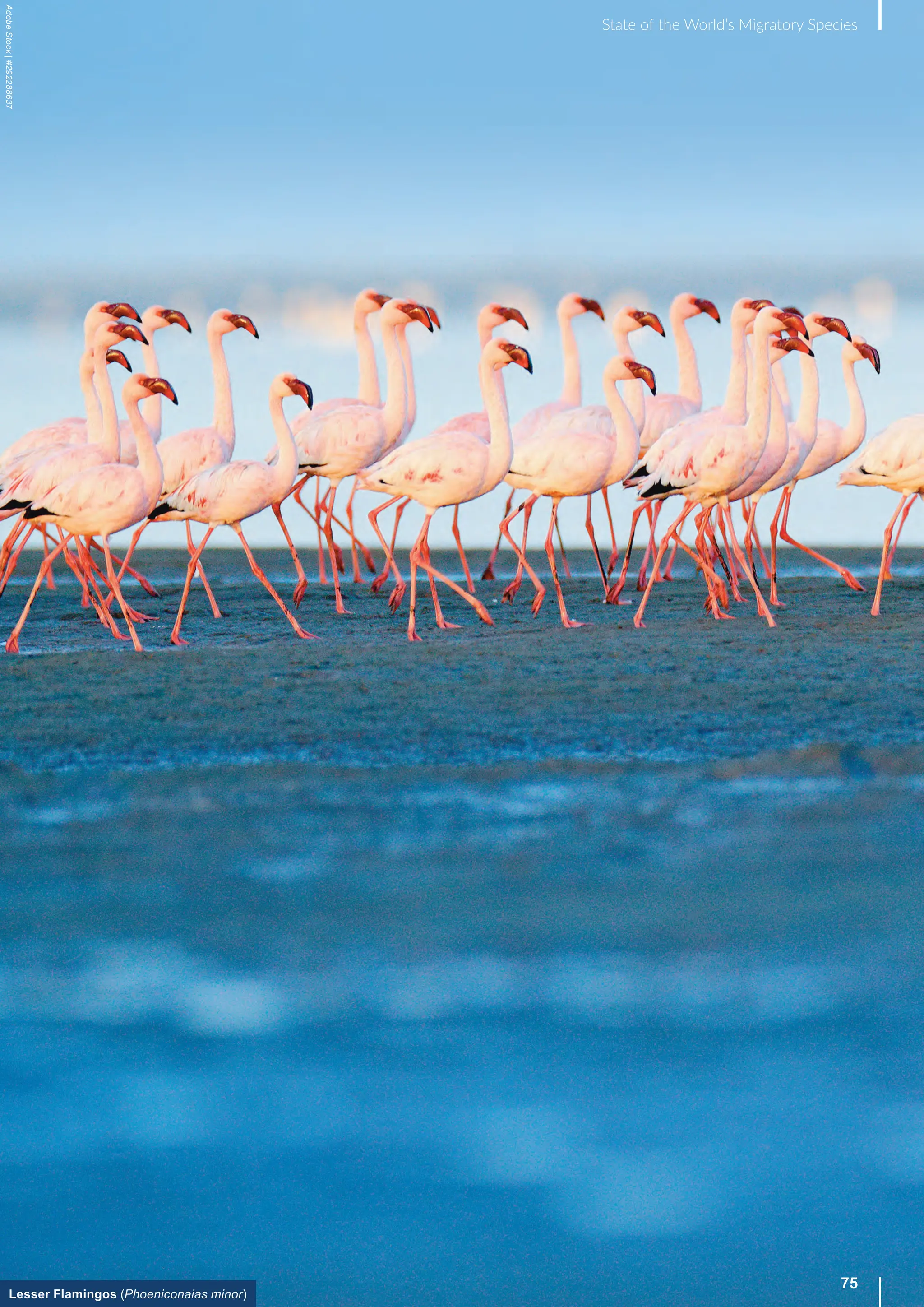 75
State of the World’s Migratory Species
Lesser Flamingos (Phoeniconaias minor)
Adobe
Stock
|
#292288637
 