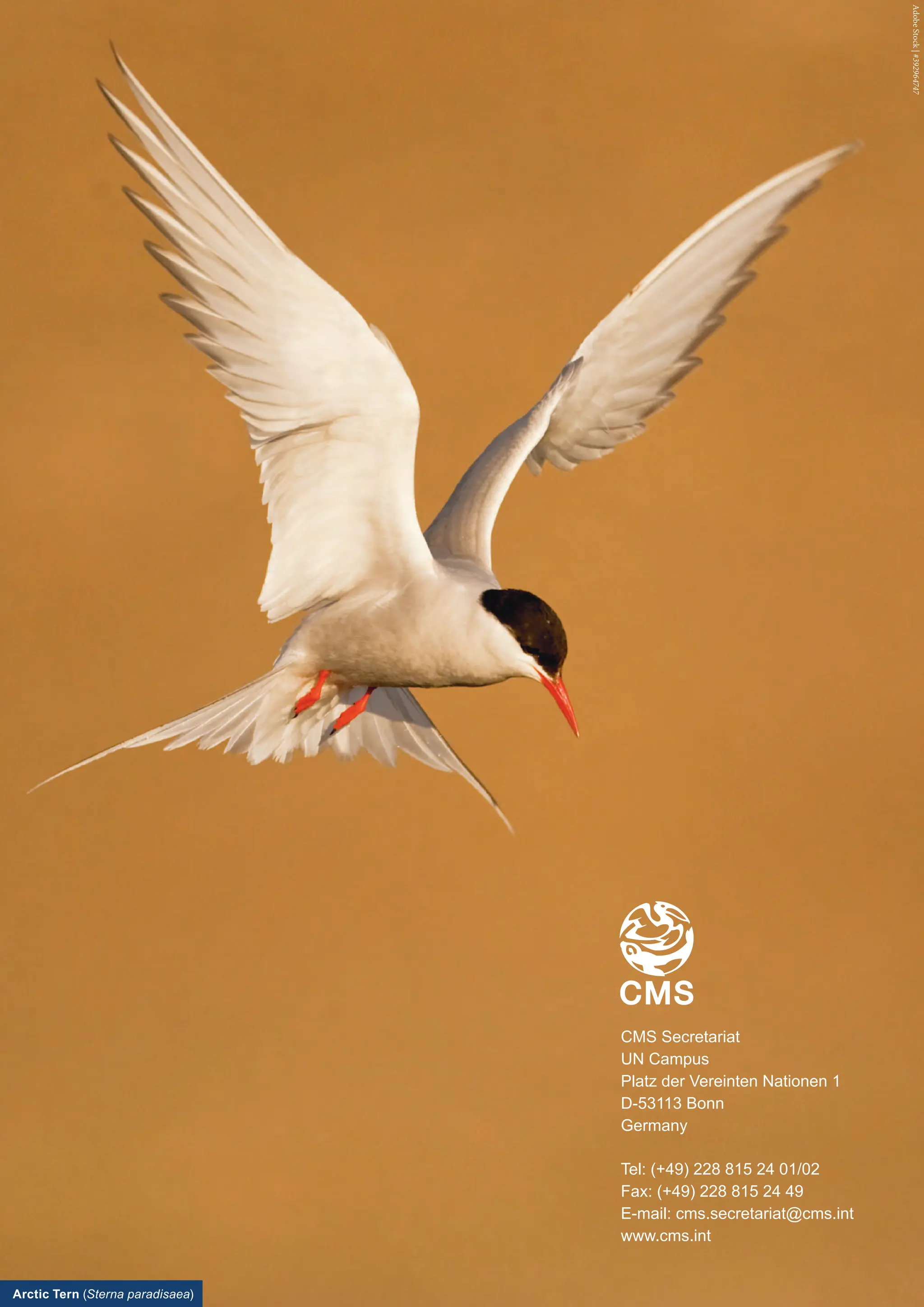 Adobe
Stock
|
#392964747
Arctic Tern (Sterna paradisaea)
CMS Secretariat
UN Campus
Platz der Vereinten Nationen 1
D-53113 Bonn
Germany
Tel: (+49) 228 815 24 01/02
Fax: (+49) 228 815 24 49
E-mail: cms.secretariat@cms.int
www.cms.int
 