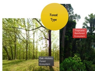 Oak –Hickory
Forest
Ecosystem
Tropicana
Rainforest
Ecosystem
Forest
Type
 