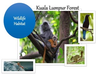 Wildlife
Habitat
Kuala Lumpur Forest
Eco Park
 
