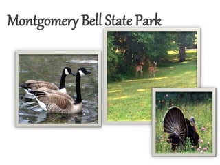 Montgomery Bell State Park
 