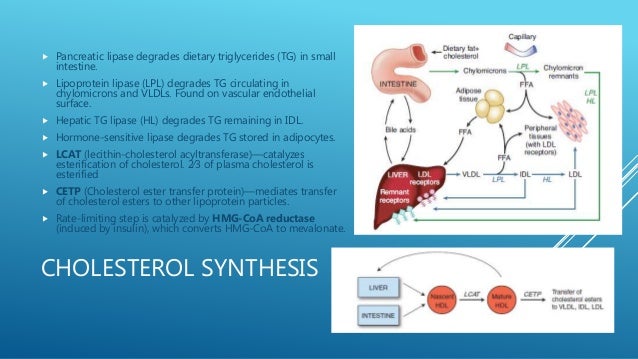 statins statin mechanism of action