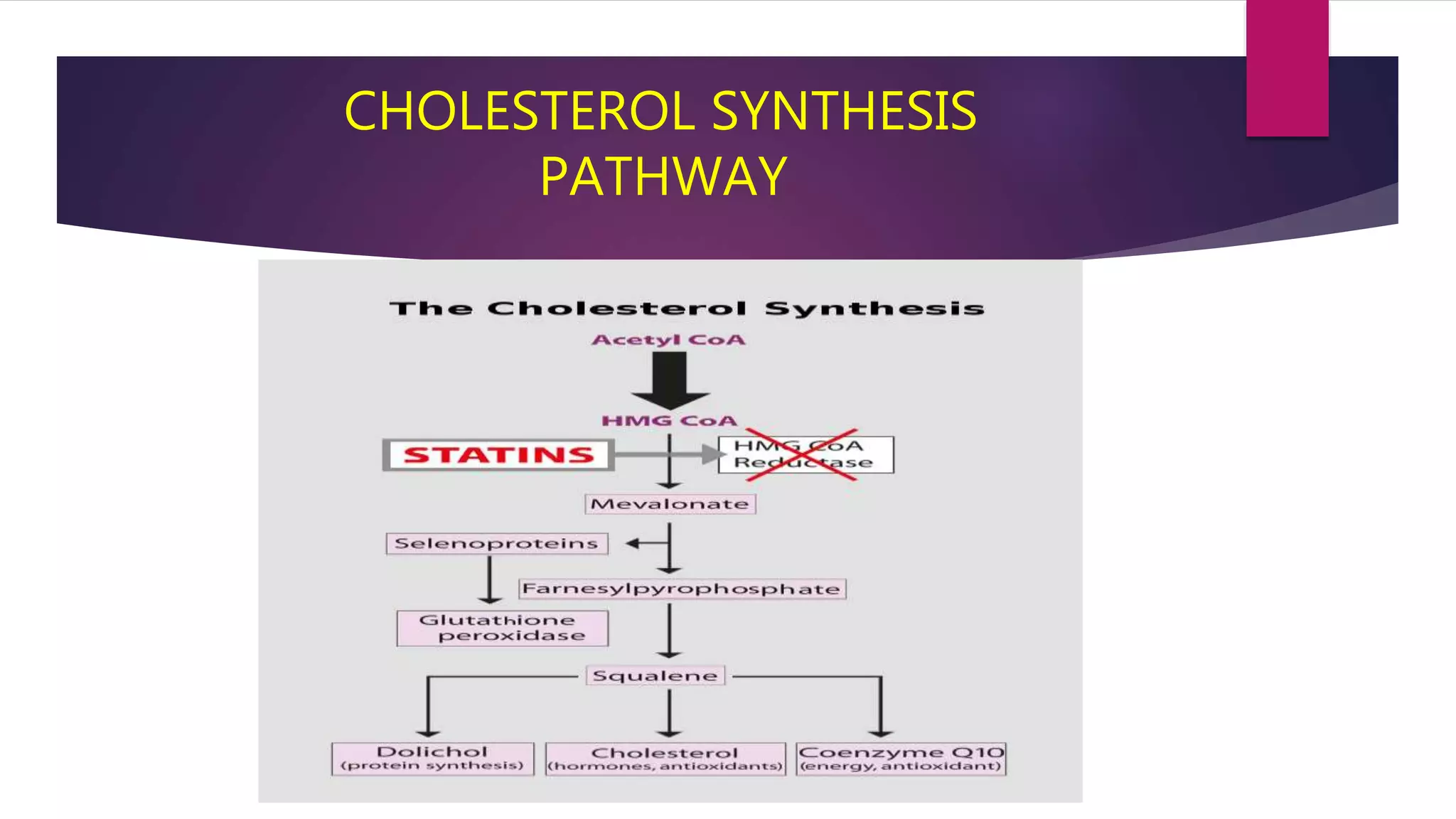 CHOLESTEROL SYNTHESIS
PATHWAY
 