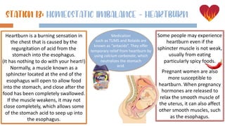 STATION 13: homeostatic imbalance ! heartburn
Heartburn is a burning sensation in
the chest that is caused by the
regurgitation of acid from the
stomach into the esophagus.
(It has nothing to do with your heart!)
Normally, a muscle known as a
sphincter located at the end of the
esophagus will open to allow food
into the stomach, and close after the
food has been completely swallowed.
If the muscle weakens, it may not
close completely, which allows some
of the stomach acid to seep up into
the esophagus.
Some people may experience
heartburn even if the
sphincter muscle is not weak,
usually from eating
particularly spicy foods.
Pregnant women are also
more susceptible to
heartburn. When pregnancy
hormones are released to
relax the smooth muscle of
the uterus, it can also affect
other smooth muscles, such
as the esophagus.
Medication
such as TUMS and Rolaids are
known as “antacids”. They offer
temporary relief from heartburn by
using calcium carbonate, which
neutralizes the stomach
acid.
 
