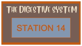 THE DIGESTIVE SYSTEM
!"#"$%&'(+
 