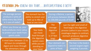 During a lifetime, a person
will process between 60,000
to 100,000 pounds of food!
The
average
digestive
tract
is 27 feet
long!
STATION 24: Chew on this…interesting facts
Just the sight and smell of
food begins the digestive
process (saliva in your mouth,
esophagus begins to contract,
stomach produces digestive
enzymes)
Your stomach can
expand to hold 2 ½
pints of food.
The liver is the body’s
second largest organ
weighing 3 pounds.
A meal takes between 15 to
48 hours to completely
digest and move through
the alimentary canal.
The average person
produces 2 pints of
saliva every day (that
is 2 cans of soda!)
Your body
can move
food through
the digestive
system even
while you are
standing on
your head.
The stomach has the
ability to stretch and
hold up to 4lbs of
food at one time.
When you throw up, your
body produces more saliva
to protect your teeth from
gastric acids.
 