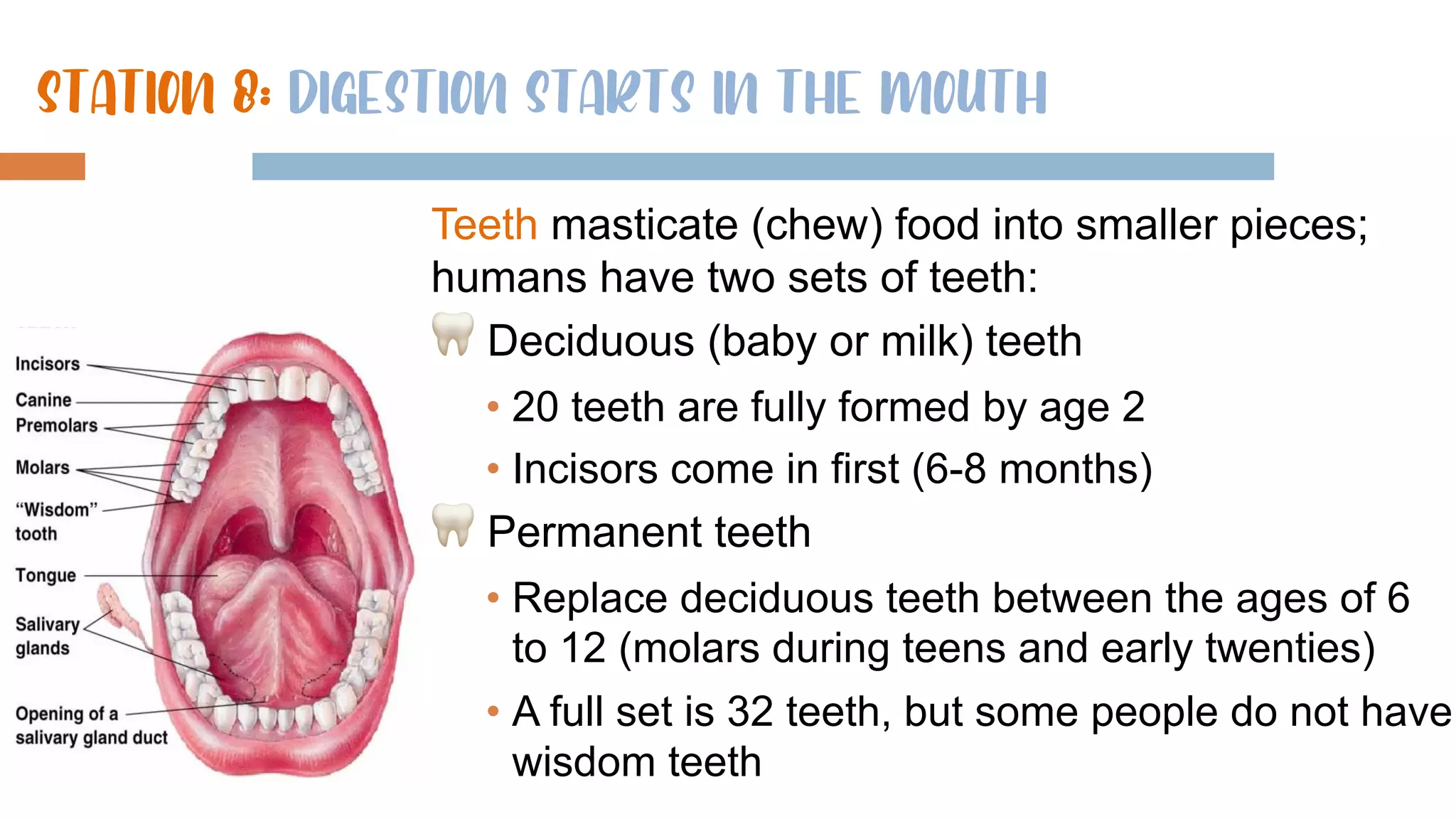 Digestive System Mouth And Teeth Print A&p 2 Test 4 Digestive System