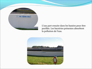L’eau part ensuite dans les bassins pour être
purifiée. Les bactéries présentes absorbent
la pollution de l’eau.
 