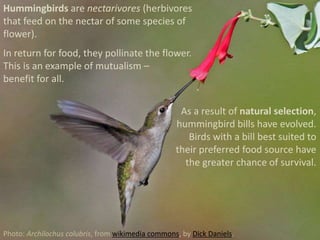 Hummingbirds are nectarivores (herbivores
that feed on the nectar of some species of
flower).
In return for food, they pollinate the flower.
This is an example of mutualism –
benefit for all.
As a result of natural selection,
hummingbird bills have evolved.
Birds with a bill best suited to
their preferred food source have
the greater chance of survival.
Photo: Archilochus colubris, from wikimedia commons, by Dick Daniels.
 