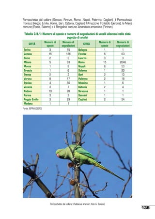 Parrocchetto dal collare (Genova, Firenze, Roma, Napoli, Palermo, Cagliari), il Parrocchetto
monaco (Reggio Emilia, Roma, Bari, Catania, Cagliari), l’Amazzone fronteblù (Genova), la Maina
comune (Roma, Salerno) e il Bengalino comune Amandava amandava (Firenze).
Tabella 3.9.1: Numero di specie e numero di segnalazioni di uccelli alloctoni nelle città
oggetto di analisi
CITTÀ
Torino
Genova
Como
Milano
Monza
Brescia
Trento
Verona
Treviso
Venezia
Padova
Parma
Reggio Emilia
Modena

Numero di
specie
3
15
2
5
1
1
2
8
4
3
10
3
3
1

Numero di
segnalazioni
15
156
2
33
2
6
3
17
10
7
28
3
29
1

CITTÀ
Bologna
Firenze
Livorno
Roma
Napoli
Salerno
Bari
Palermo
Messina
Catania
Siracusa
Sassari
Cagliari

Numero di
specie
1
5
3
15
6
1
2
2
1
2
1
1
2

Numero di
segnalazioni
1
60
3
2046
53
20
13
18
6
4
1
1
24

Fonte: ISPRA (2013)

Parrocchetto dal collare (Psittacula krameri; foto A. Sorace)

135

 