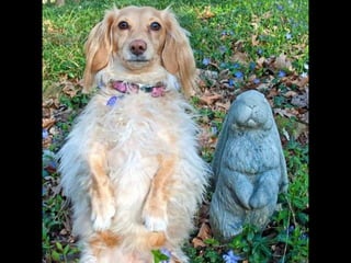 Statues Sympathiques avec originalités