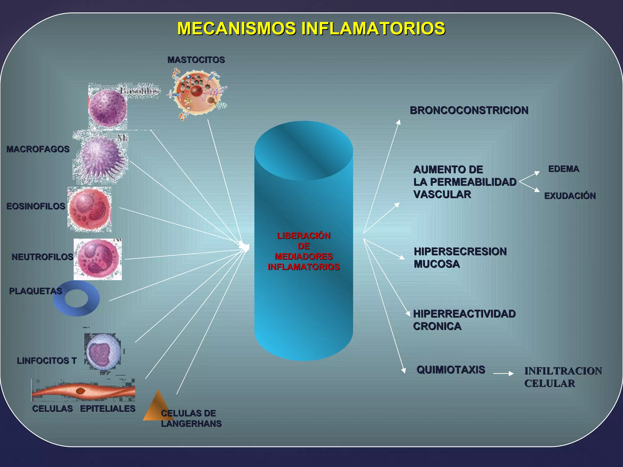 LIBERACIÓN DE MEDIADORES INFLAMATORIOS BRONCOCONSTRICION AUMENTO DE  LA PERMEABILIDAD  VASCULAR HIPERSECRESION  MUCOSA HIPERREACTIVIDAD  CRONICA QUIMIOTAXIS EDEMA EXUDACIÓN MASTOCITOS MACROFAGOS EOSINOFILOS NEUTROFILOS PLAQUETAS LINFOCITOS T CELULAS  EPITELIALES MECANISMOS INFLAMATORIOS INFILTRACION CELULAR CELULAS DE  LANGERHANS 