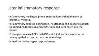 Later inflammatory response
• Inflammatory mediators prime endothelium and epithelium of
bronchial mucosa.
• Inflammatory cells like eosinophils, neutrophils and basophils attach
to primed endothelium and epithelium and later enter into the
tissues
• Eosinophils release ECP and MBP which induce desquamation of
airway epithelium and expose nerve endings
• It leads to further hyper responsiveness.
 