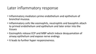Later inflammatory response
• Inflammatory mediators prime endothelium and epithelium of
bronchial mucosa.
• Inflammatory cells like eosinophils, neutrophils and basophils attach
to primed endothelium and epithelium and later enter into the
tissues
• Eosinophils release ECP and MBP which induce desquamation of
airway epithelium and expose nerve endings
• It leads to further hyper responsiveness.
 