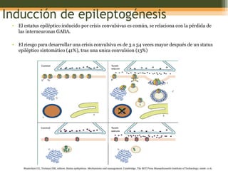 Inducción de epileptogénesis El estatus epiléptico inducido por crisis convulsivas es común, se relaciona con la pérdida de las interneuronas GABA.  El riesgo para desarrollar una crisis convulsiva es de 3 a 34 veces mayor después de un status epiléptico sintomático (41%), tras una unica convulsion (13%) Wasterlain CG, Treiman DM, editors.  Status epilepticus. Mechanisms  and management. Cambridge, The MIT Press Massachussetts Institute of Technology; 2006: 11-6. 