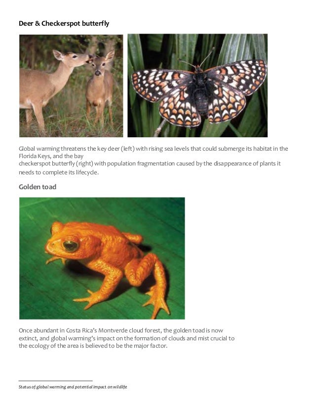 global warmings affect on wildlife The impact of global warming on animals and plants author: global warming effects on animals and the negative effects on wildlife are not only limited to. global warmings affect on wildlife The impact of global warming on animals and plants author: global warming effects on animals and the negative effects on wildlife are not only limited to.