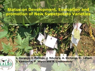 Status on Development, Evaluation and
promotion of New Sweetpotato Varieties
L. Karanja, J. Malinga, J. Ndung’u, A. Gichangi, D. Lelgut,
J. Kamundia, P. Yegon and R. Cheboswony
 