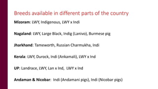 Status of pig breeding policies and practices in India