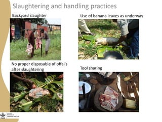 Status of porcine cysticercosis in the smallholder pig production systems in Uganda