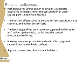 Status of porcine cysticercosis in the smallholder pig production systems in Uganda