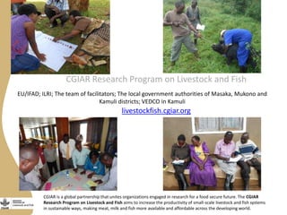 Status of porcine cysticercosis in the smallholder pig production systems in Uganda