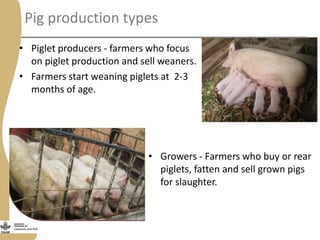 Status of porcine cysticercosis in the smallholder pig production systems in Uganda
