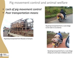 Status of porcine cysticercosis in the smallholder pig production systems in Uganda