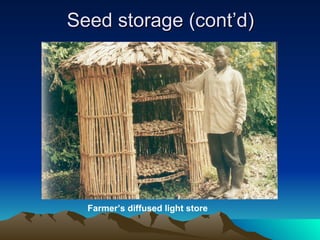 Diffuse Light Storage Status of potato in dr congo | PPT