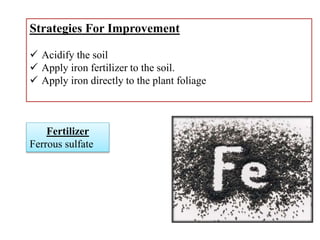 Status of Trace Elements In Pakistani Soil | PPTX