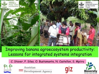 agroforestry systems
with perennial crops
Improving banana agroecosystem productivity:
Lessons for integrated systems integration
C. Staver, P. Siles, O. Bustamante, N. Castellon, S. Mpiira
 