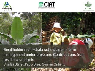 Smallholder multi-strata coffee/banana farm
management under pressure: Contributions from
resilience analysis
Charles Staver,.Pablo Siles, German Calberto
 