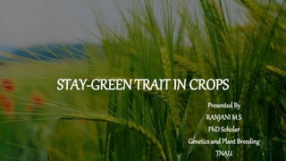 STAY-GREEN TRAIT IN CROPS
PresentedBy
RANJANI M S
PhDScholar
Genetics and Plant Breeding
TNAU 1
 