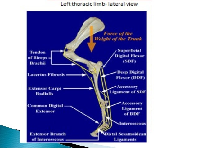 Stay apparatus HORSE biceps and triceps diagram 
