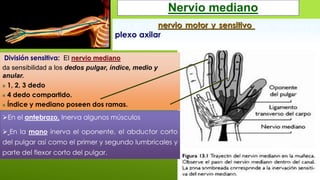 Nervio mediano
Este es un nervio motor y sensitivo que nace en el
plexo axilar y recorre todo el brazo hasta llegar a la...